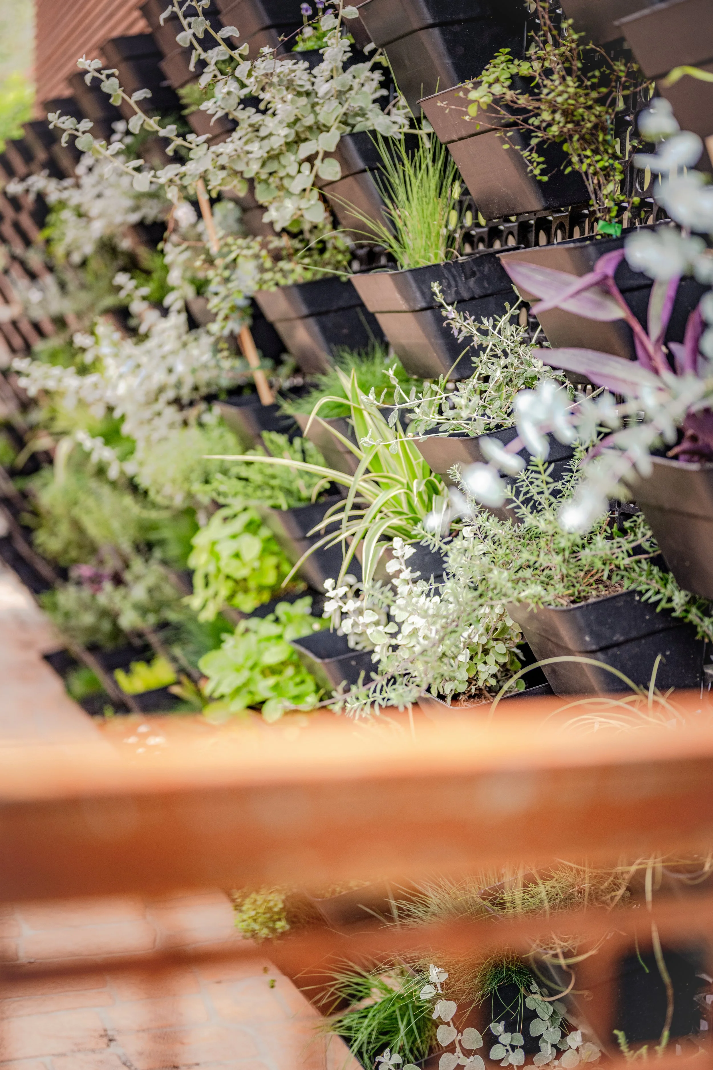 Multiple potted plants with green and purple foliage on black metal shelves, with a brick wall background.
