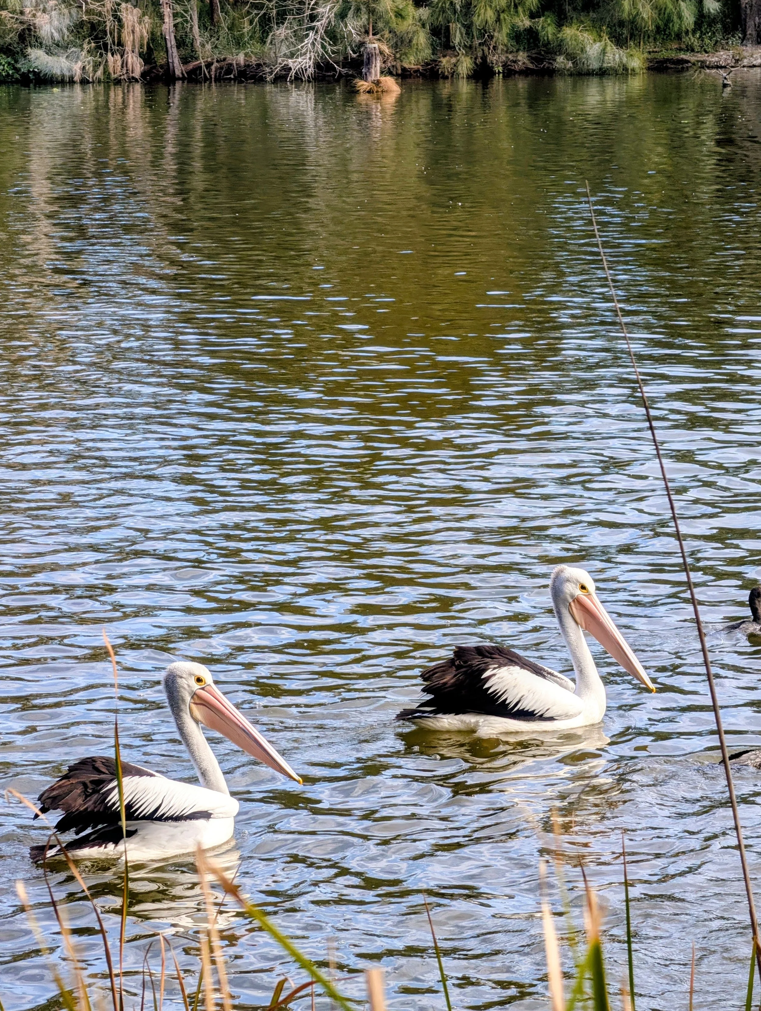 Two pelicans swimming in a body of water with a forested shoreline in the background.