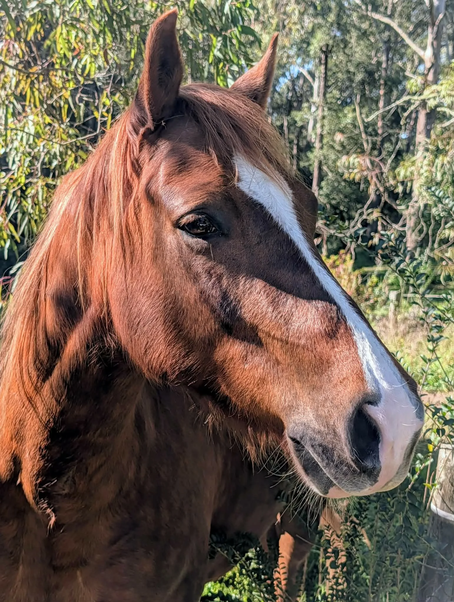 Close-up of a horse's head, showcasing its brown coat, white blaze on its face, and dark eye, with a background of green foliage.