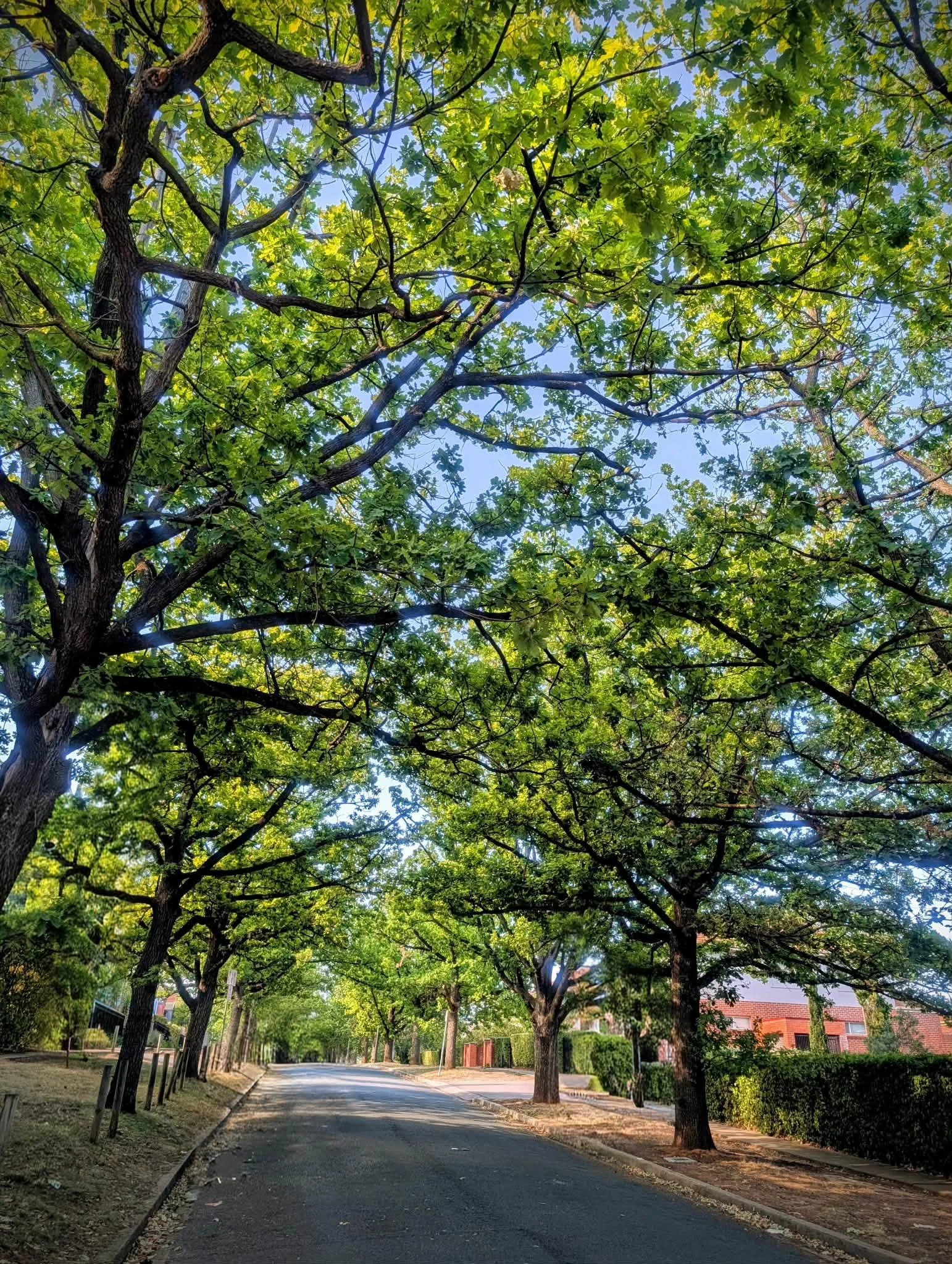 A tree-lined residential street with a sidewalk, green leaves overhead, and houses visible in the background.