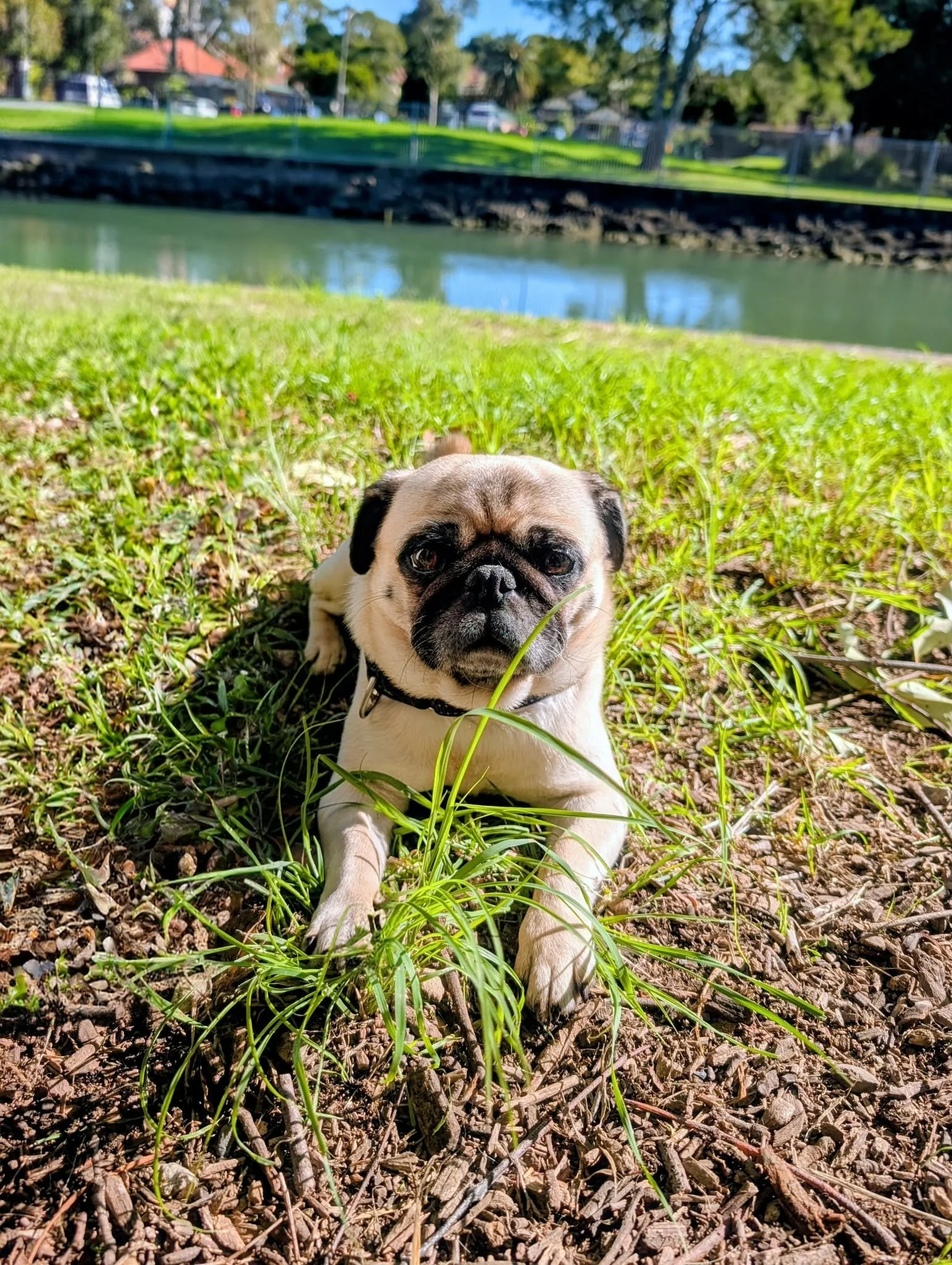 Close-up of a small pug lying on grass near a pond with green water, trees, a fence, and houses in the background.