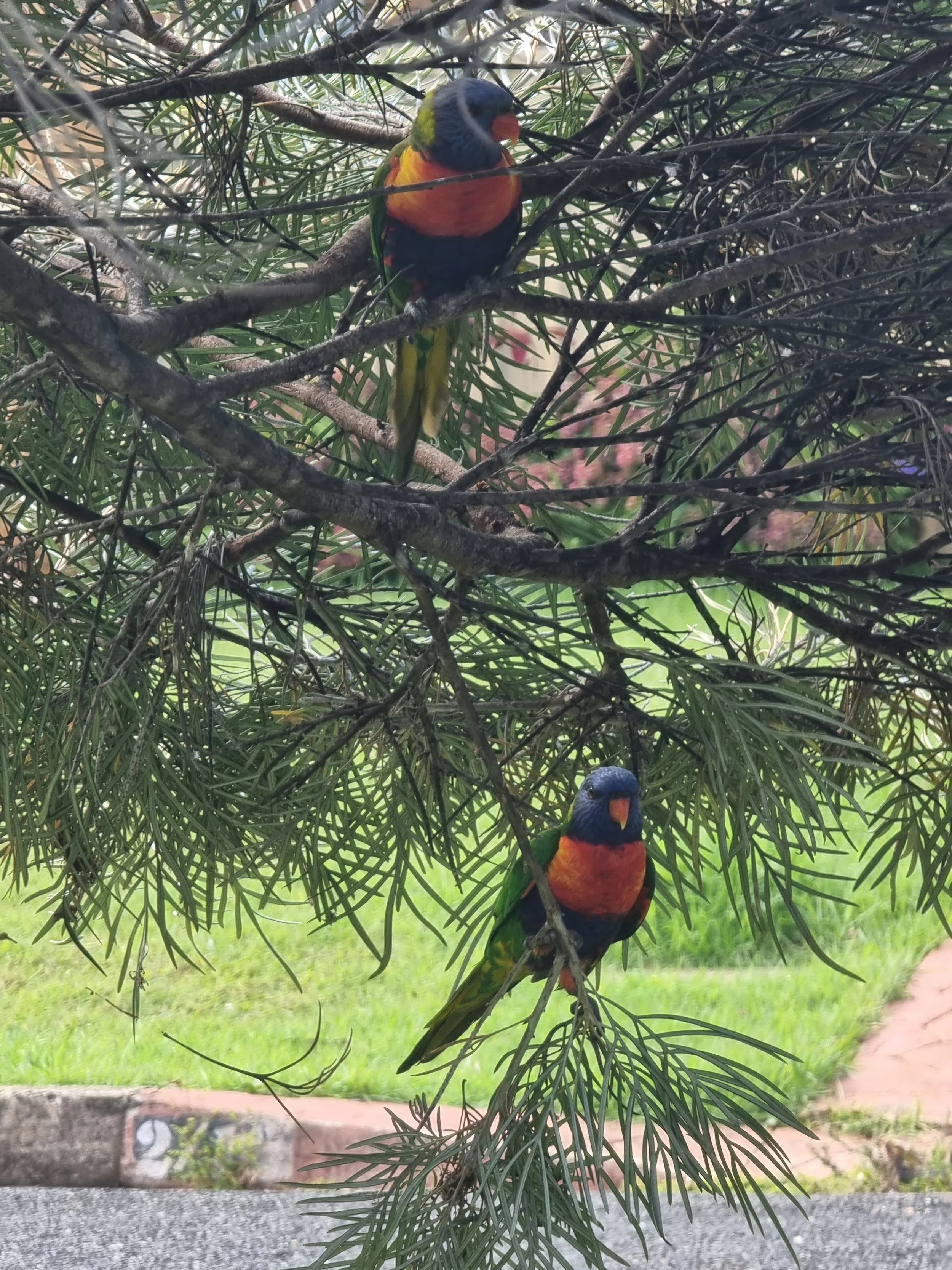 Two rainbow lorikeets with bright green, blue, orange, and yellow feathers perched on a pine tree branch, with green grass and a sidewalk in the background.