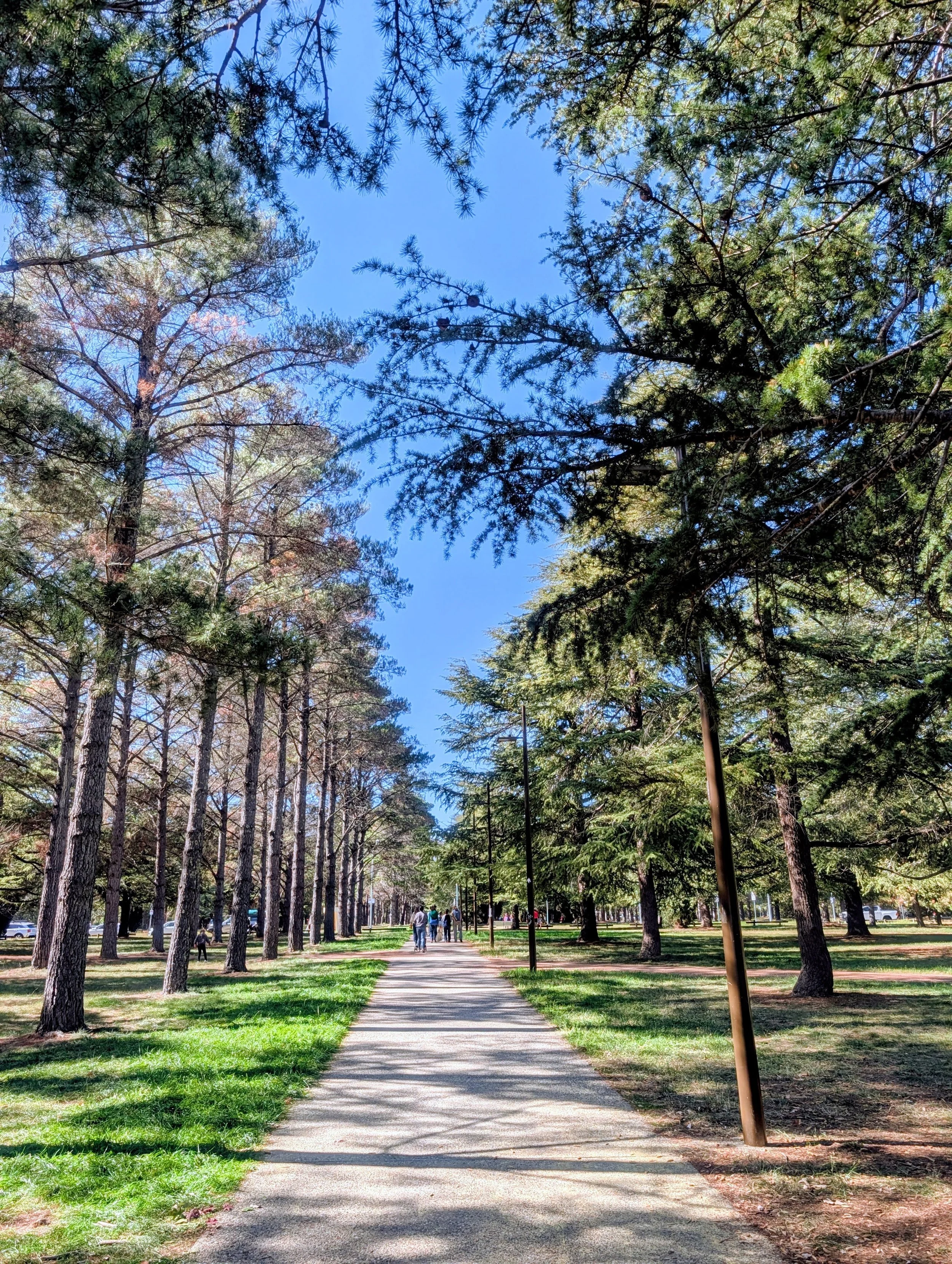 A park with a paved walking path, surrounded by tall trees with green foliage, a few people walking and sitting along the path, and clear blue sky overhead.