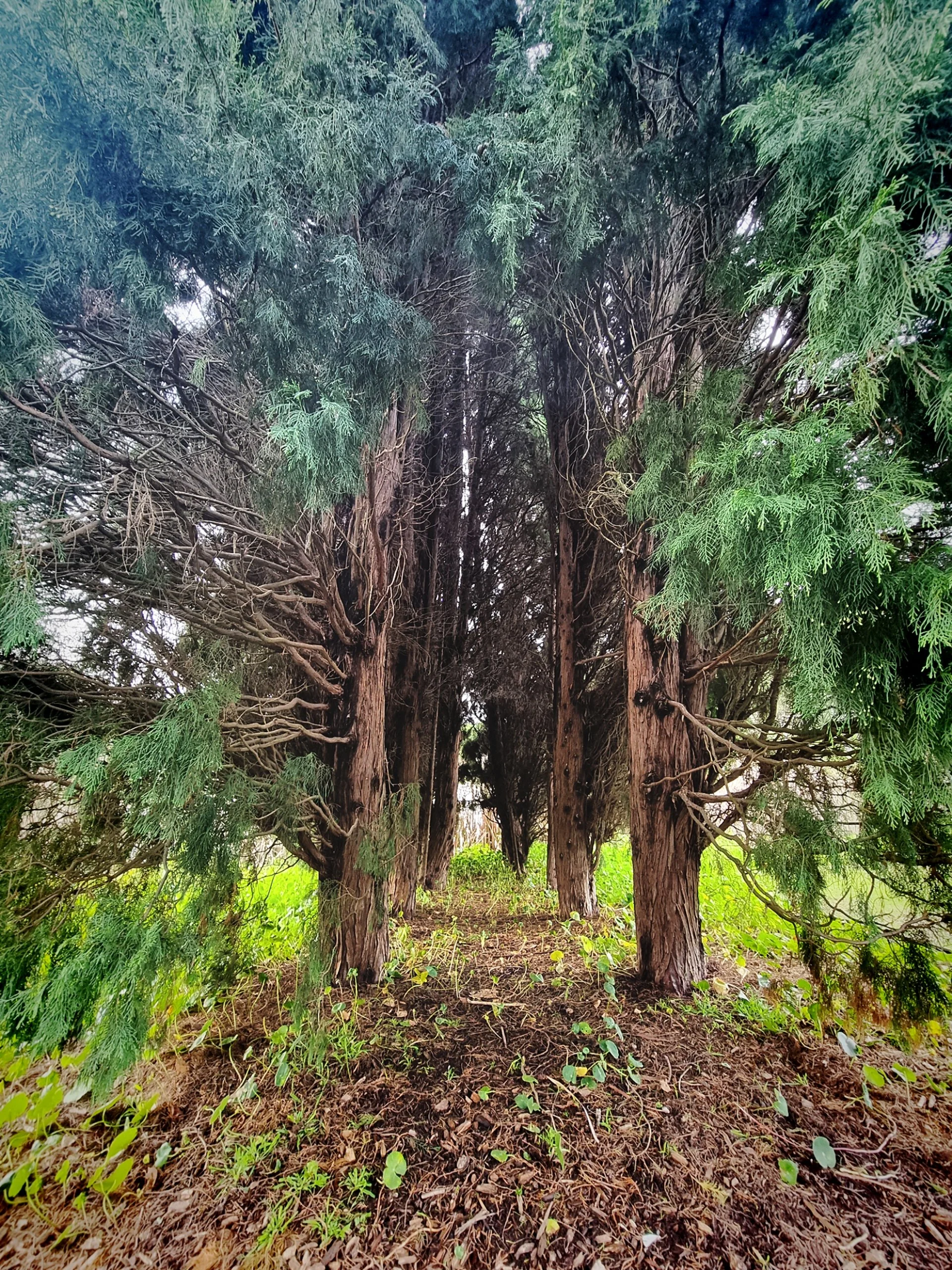 A row of tall trees with green foliage and brown trunks, with a grassy area with small plants and leaf litter on the ground underneath.