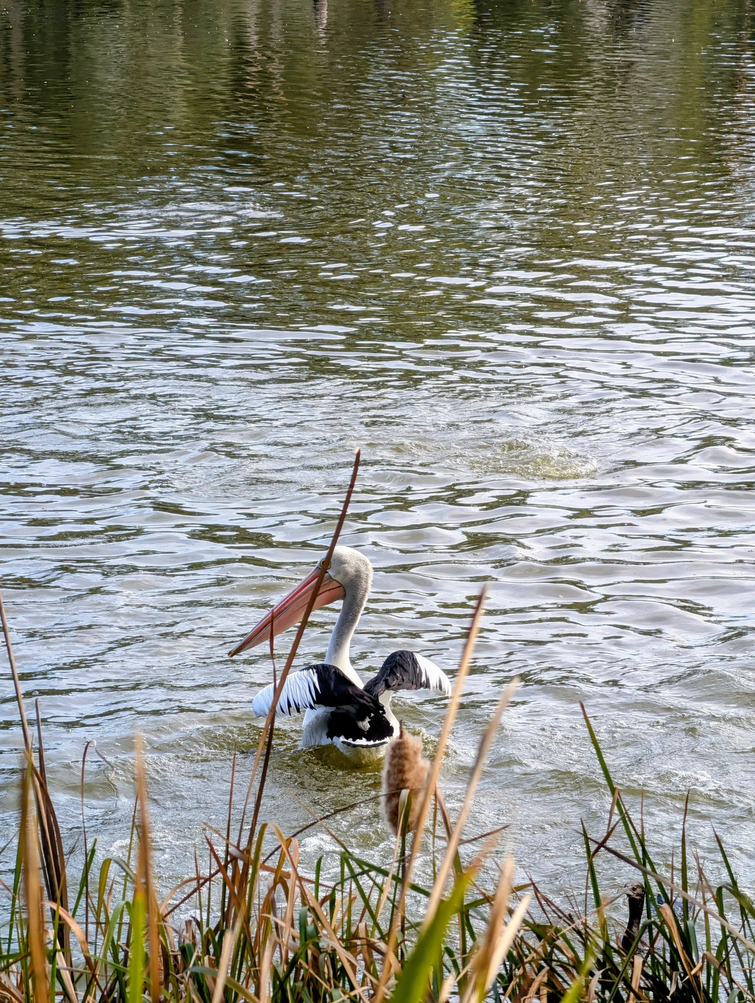 A white stork with black wings standing in water near reeds in a natural habitat.