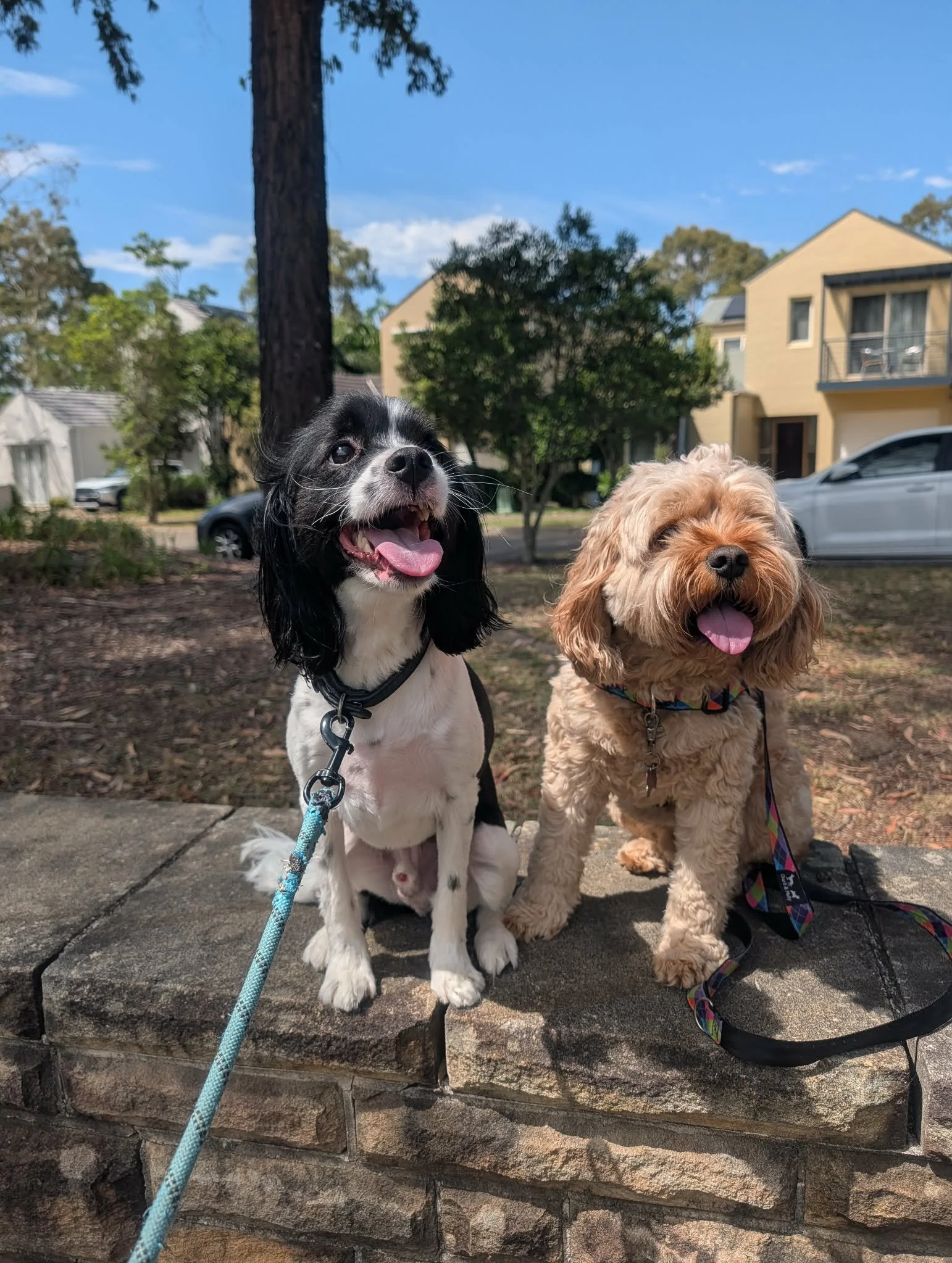 Two dogs, one black and white with long ears and the other curly blond, sitting on stone steps outdoors with trees and residential buildings in the background.