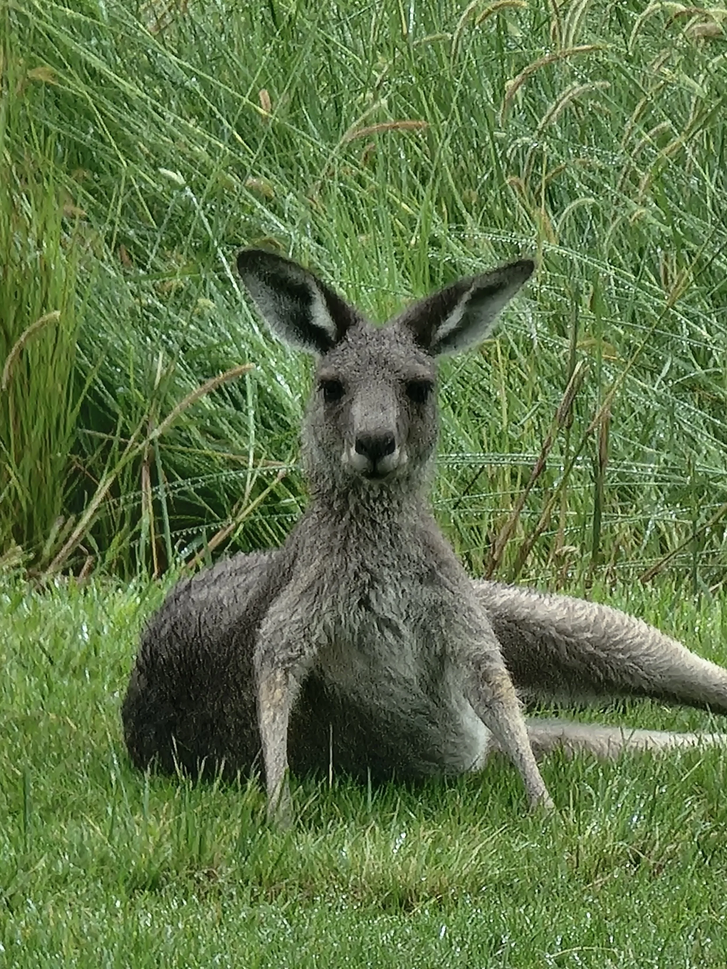 A kangaroo sitting in green grass with tall plants in the background.
