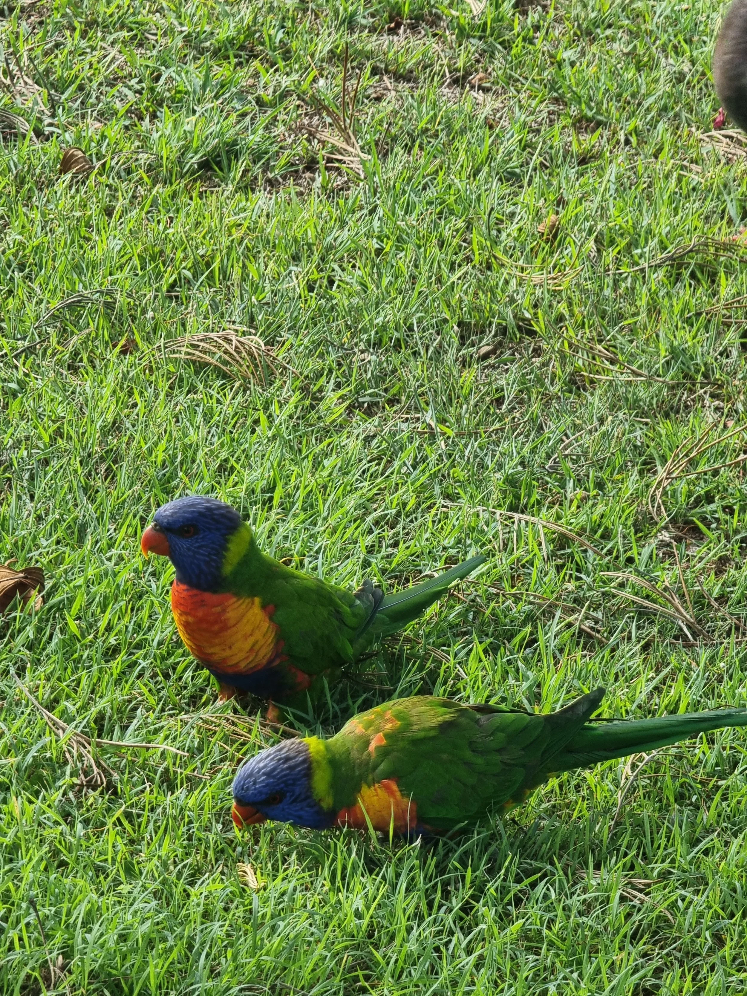Colorful rainbow lorikeets on green grass with dry leaves scattered around.