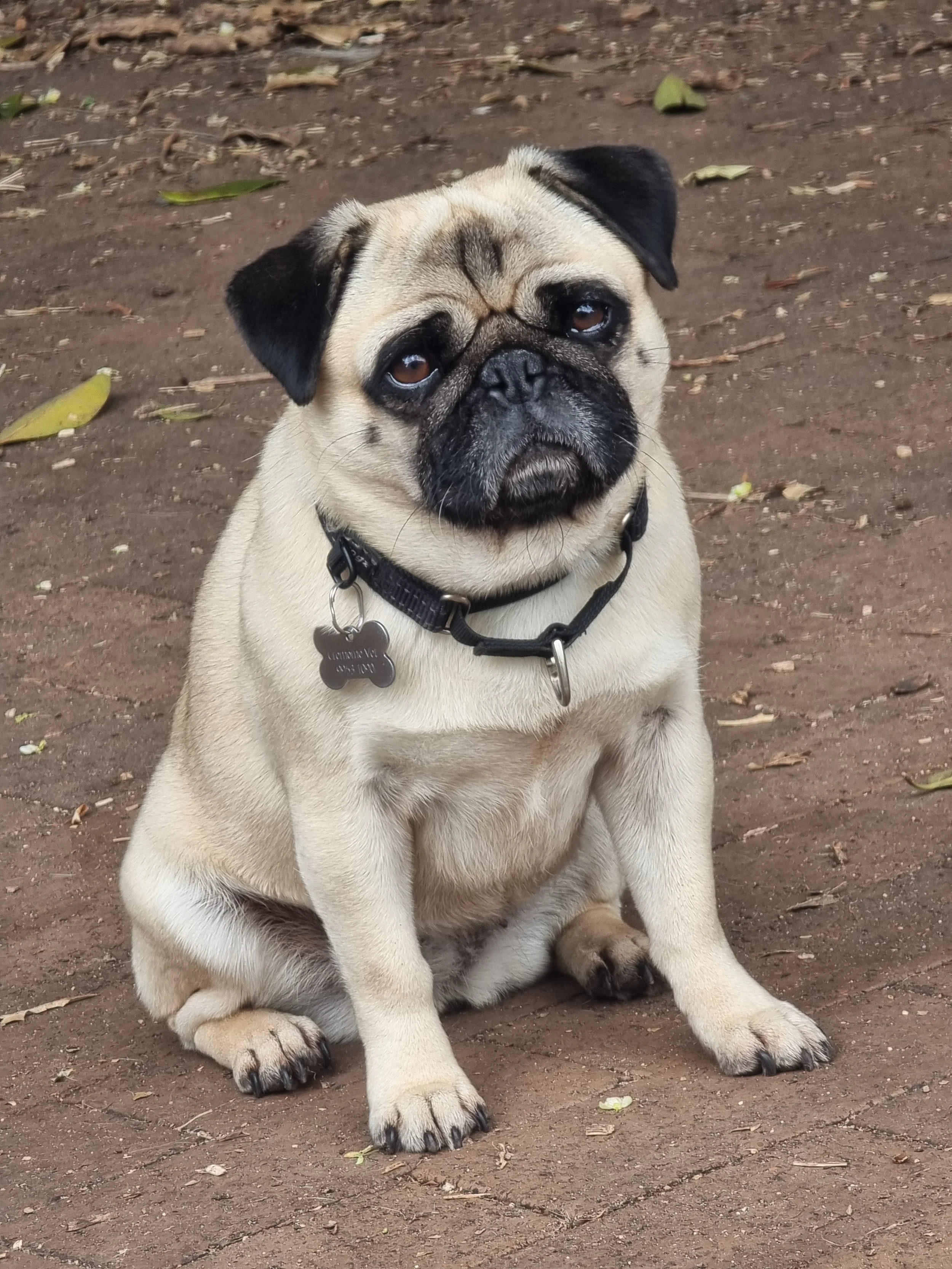 A cute pug dog with a beige coat and black markings on its face, sitting on brown dirt ground with scattered leaves, looking up at the camera.