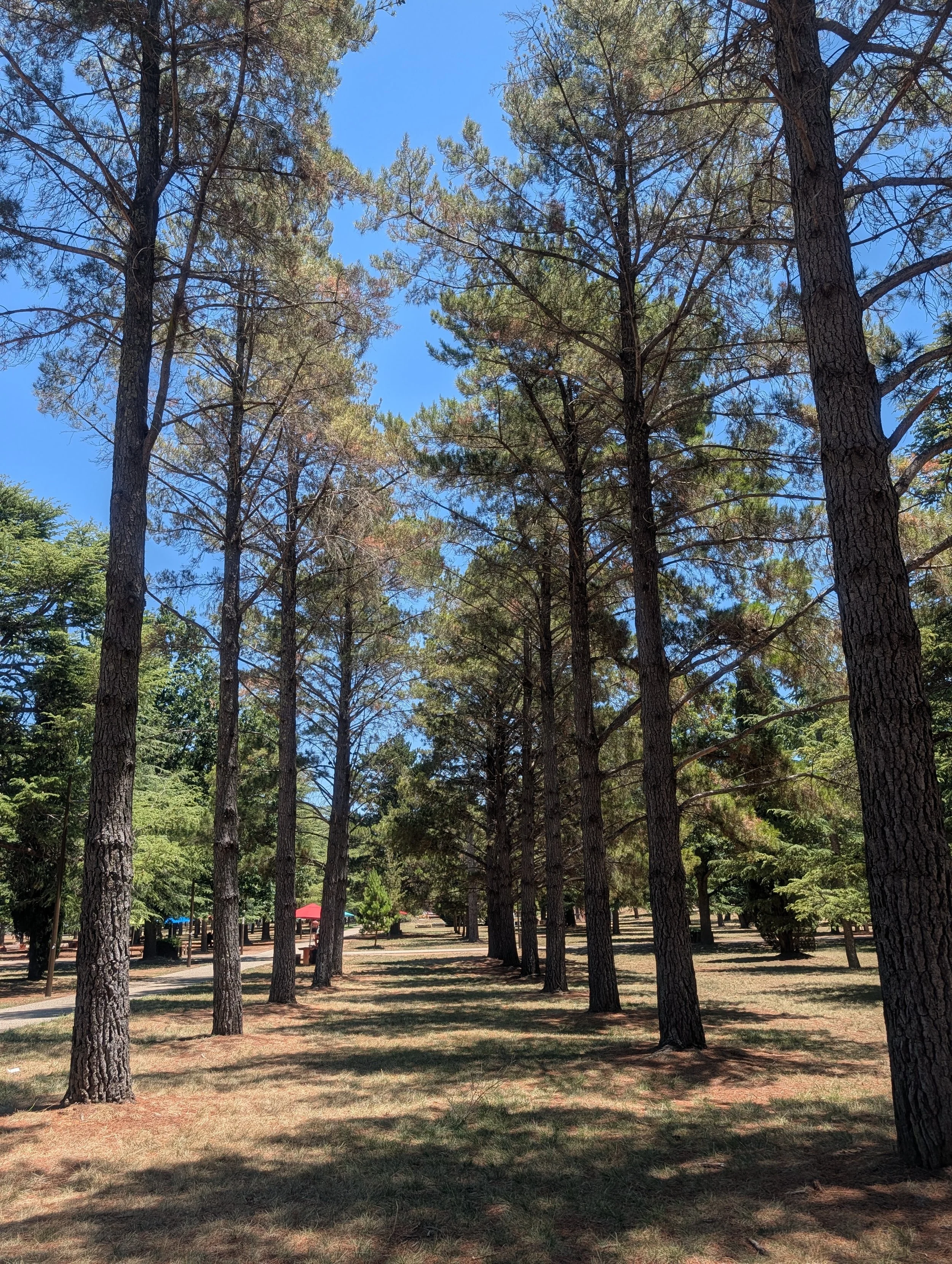 A sunny day in a park with tall pine trees casting shadows on the ground. In the background, there are a few colorful umbrellas and benches.