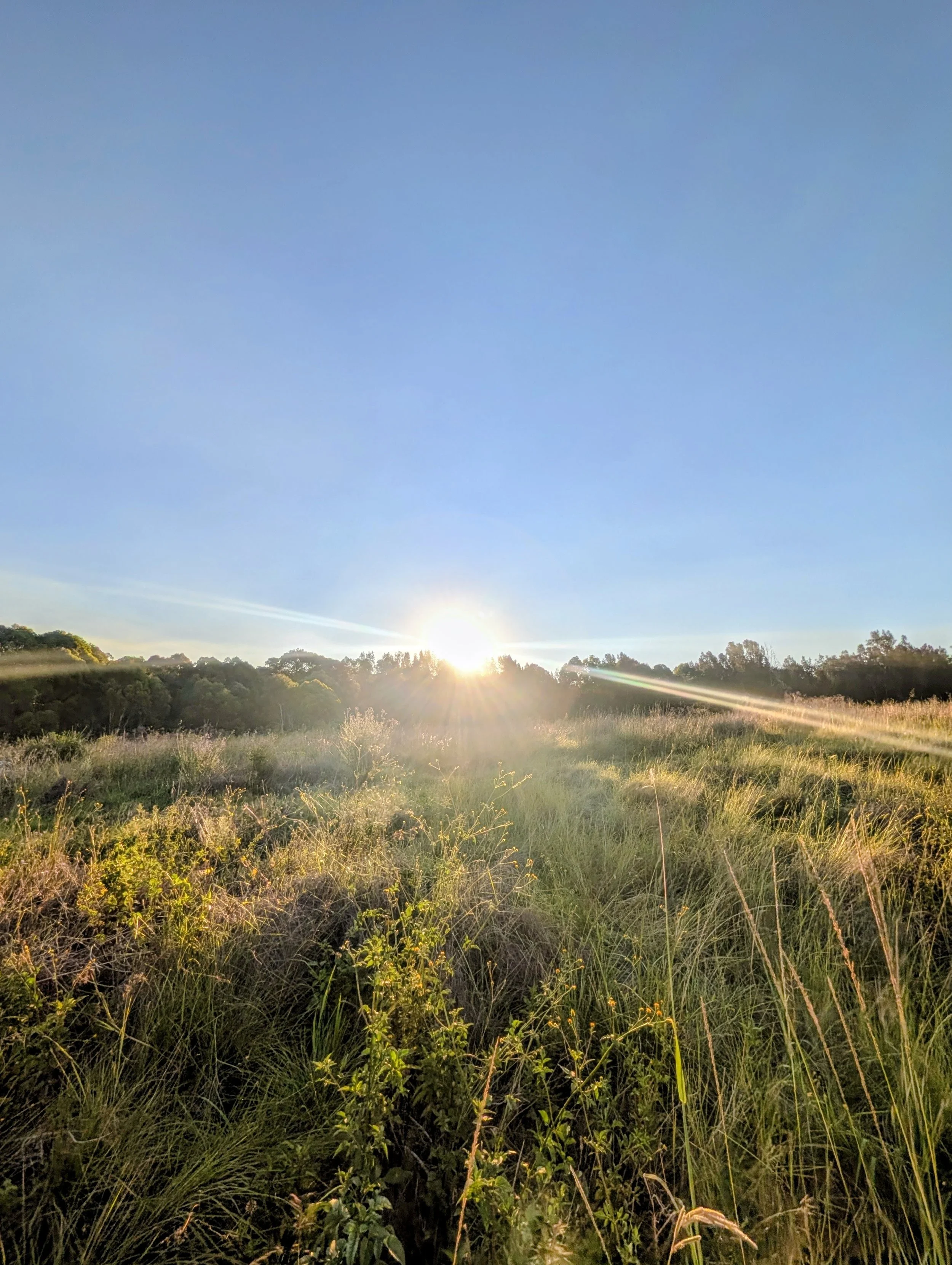 Sunrise over a grassy field with trees on the horizon and a clear blue sky.