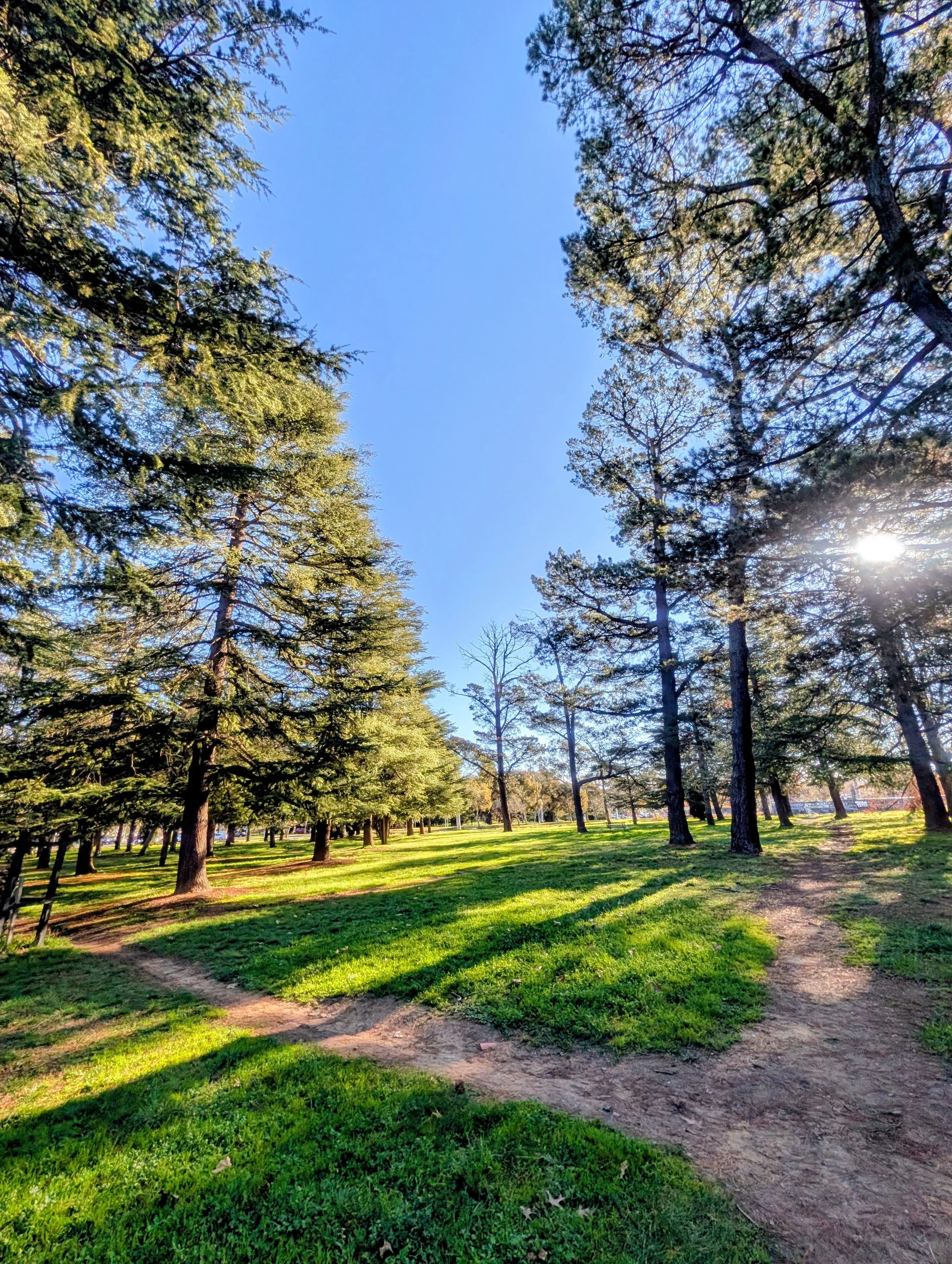 A park with tall pine trees, bright green grass, and a dirt pathway, under a clear blue sky and sunlight streaming through the branches.
