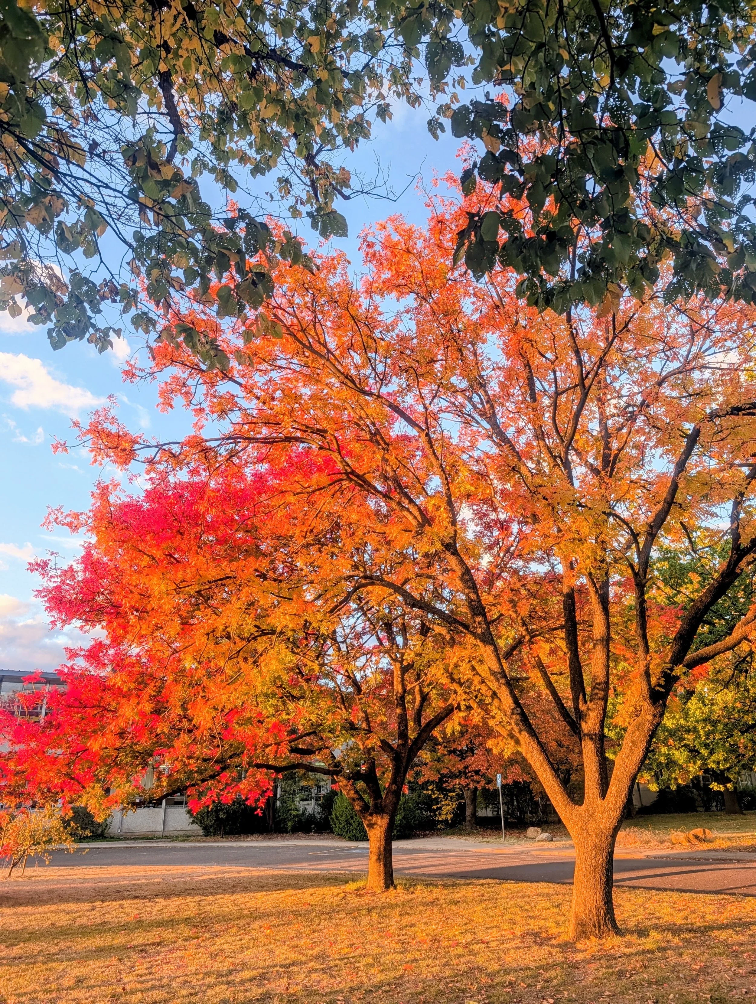 Two trees with colorful autumn foliage near a parking lot, with a building and a road visible in the background under a blue sky with some clouds.