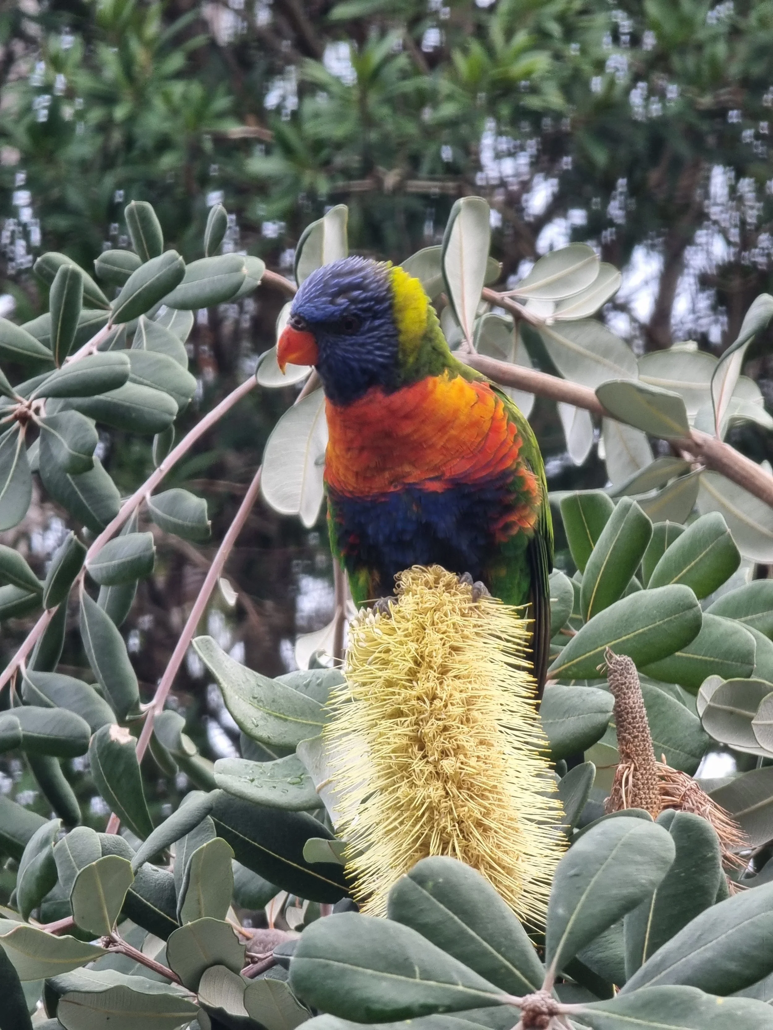 A colorful bird with a blue head, yellow neck, orange chest, and green and blue body perched on a branch with green leaves. A yellow flower with long filaments is below the bird.