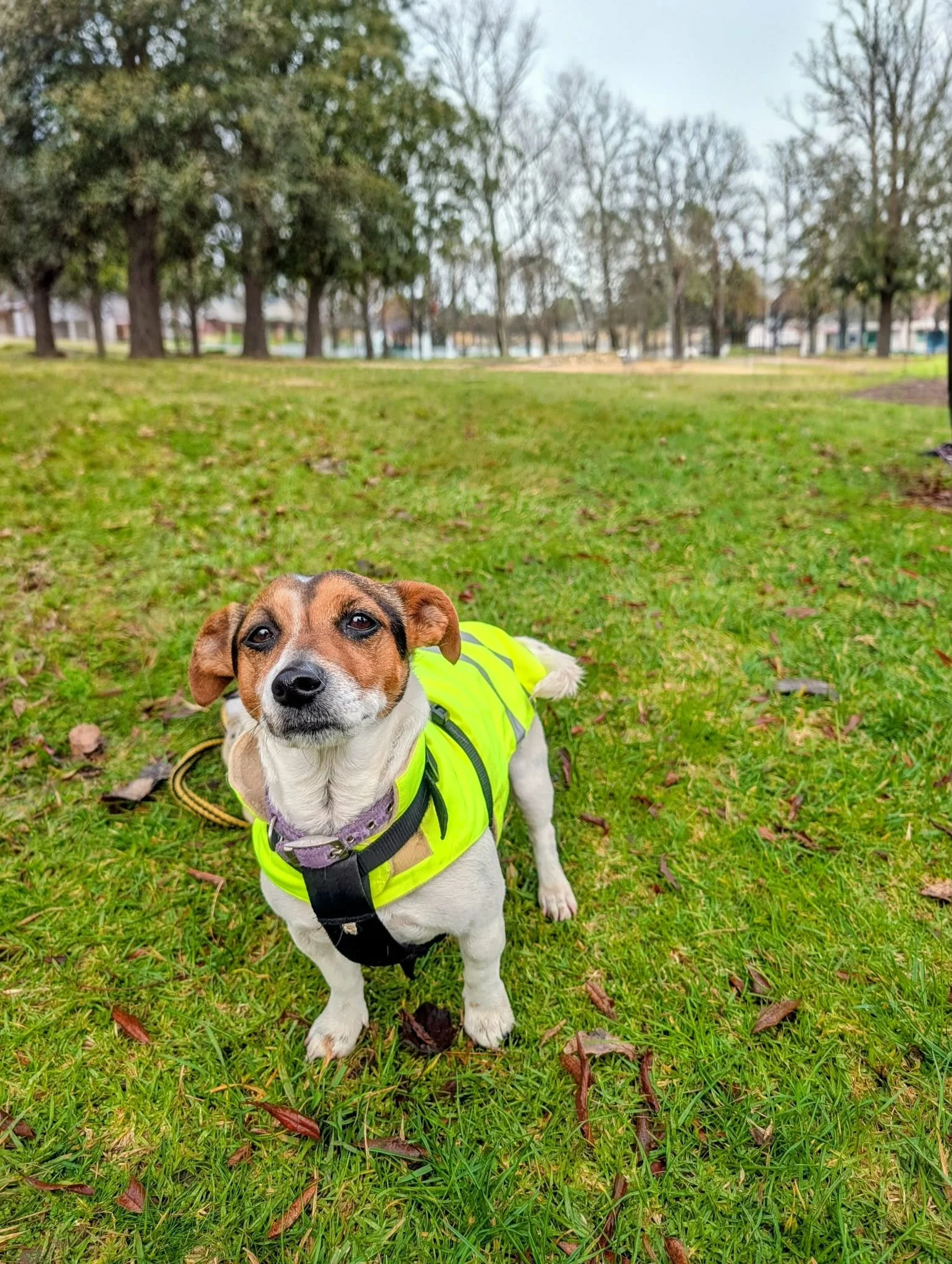 A small brown and white dog with a black nose and big eyes lying on green grass in a park, wearing a bright yellow vest.
