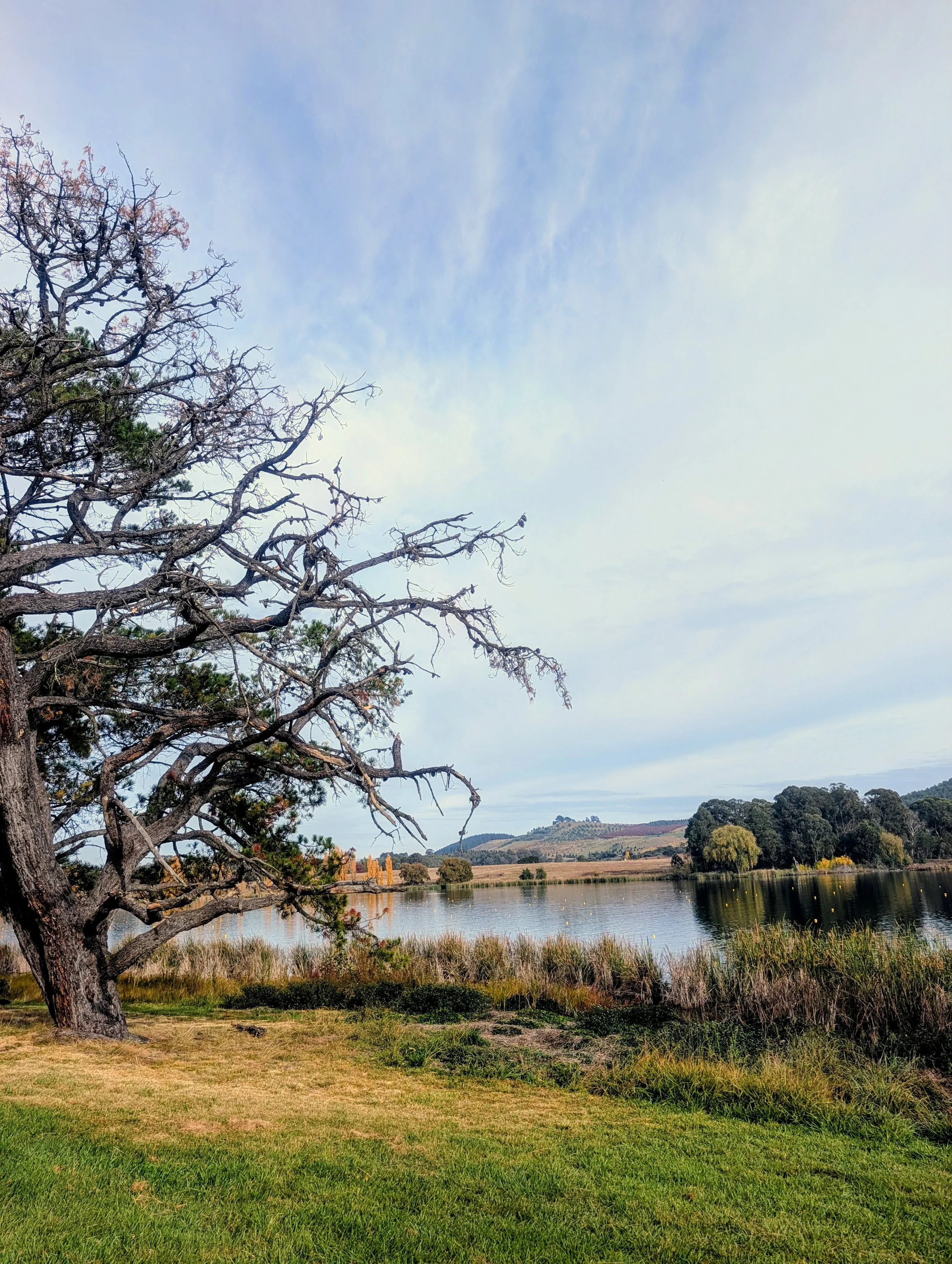 Scenic landscape featuring a large, leafless tree in the foreground, a lake reflecting the sky and surrounding trees, and rolling hills with trees in the background under a partly cloudy sky.
