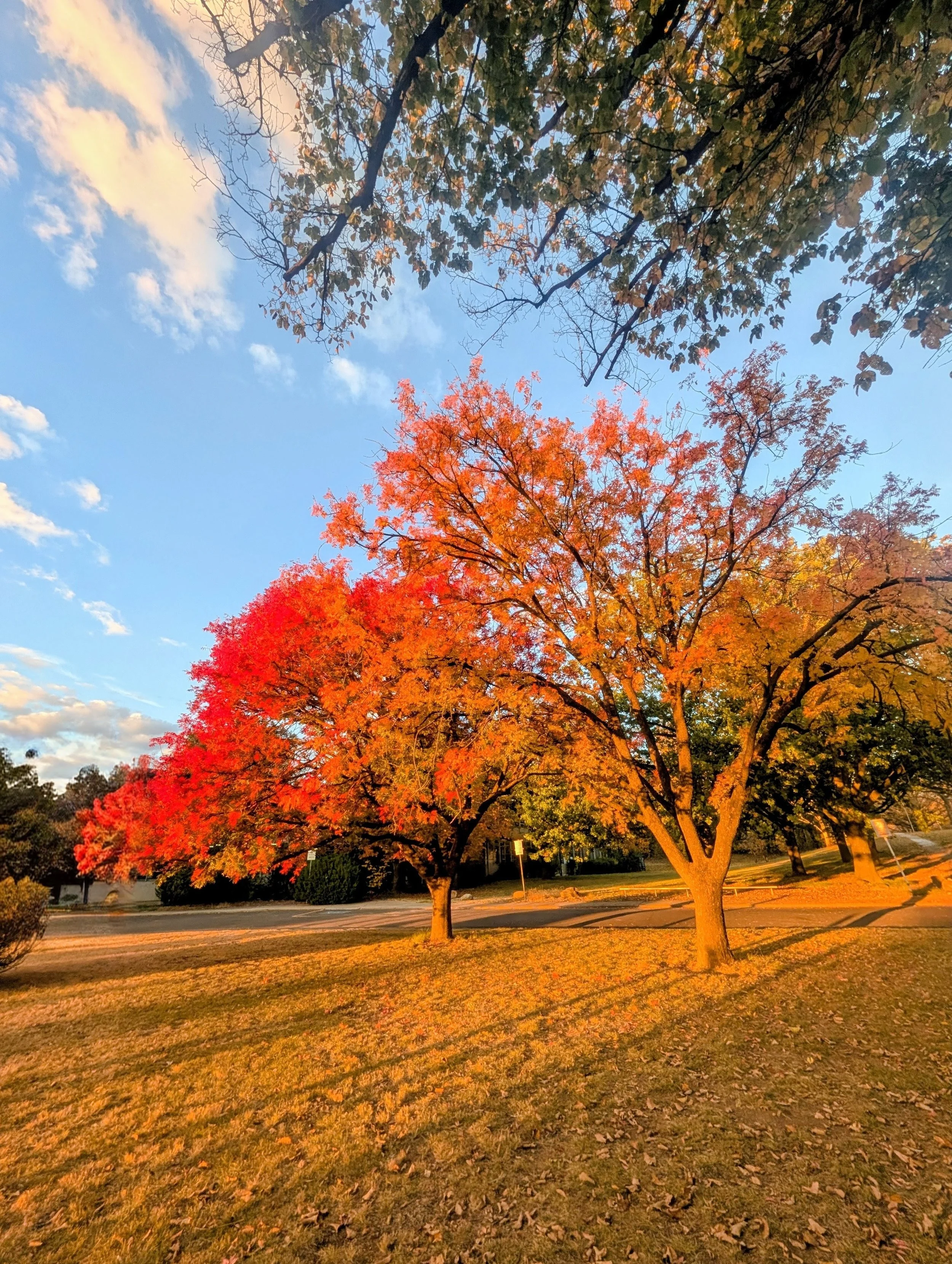 A tree with bright orange and red autumn leaves stands in a park during sunset, with a clear blue sky and scattered clouds overhead.