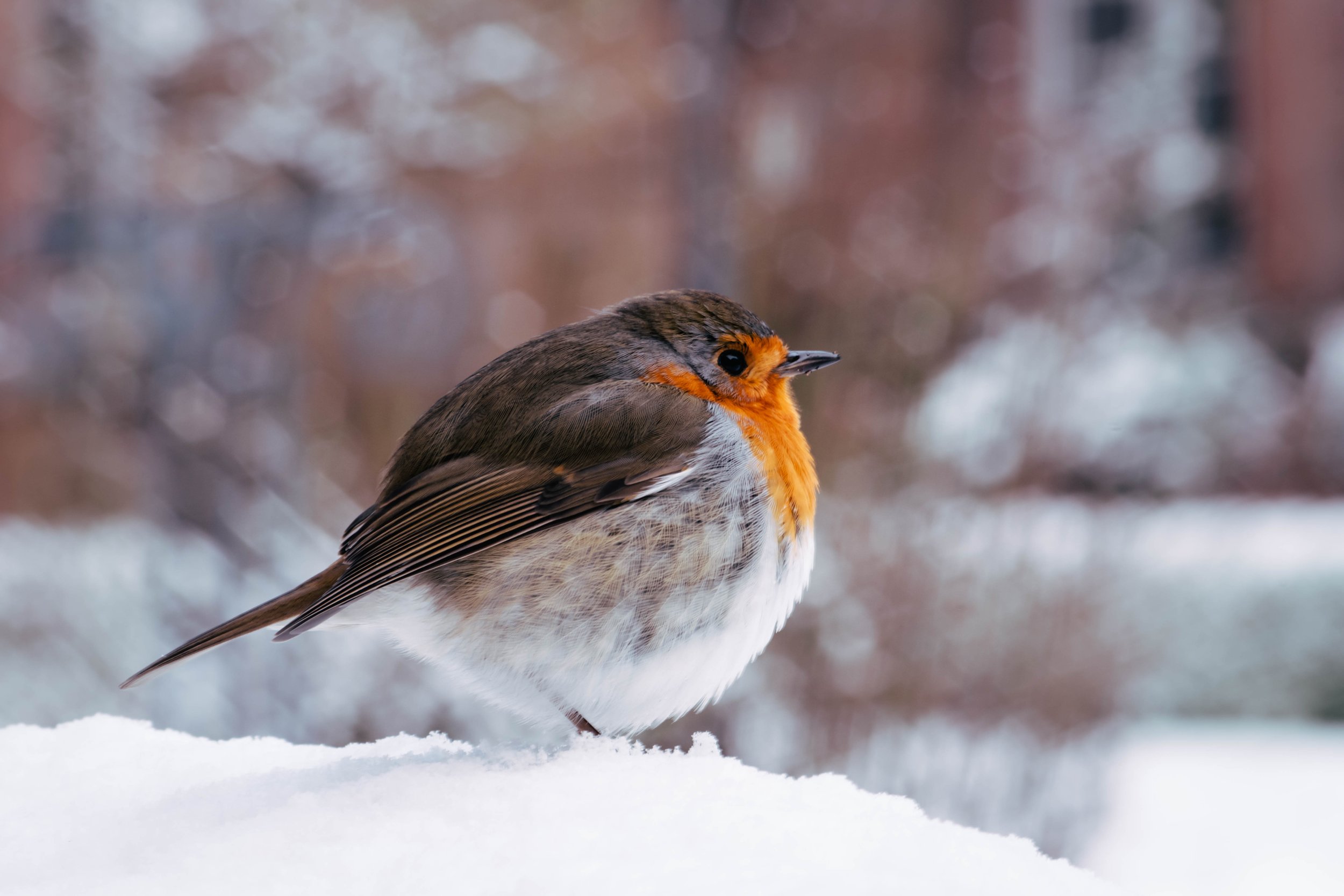 A bird, Alsace, France