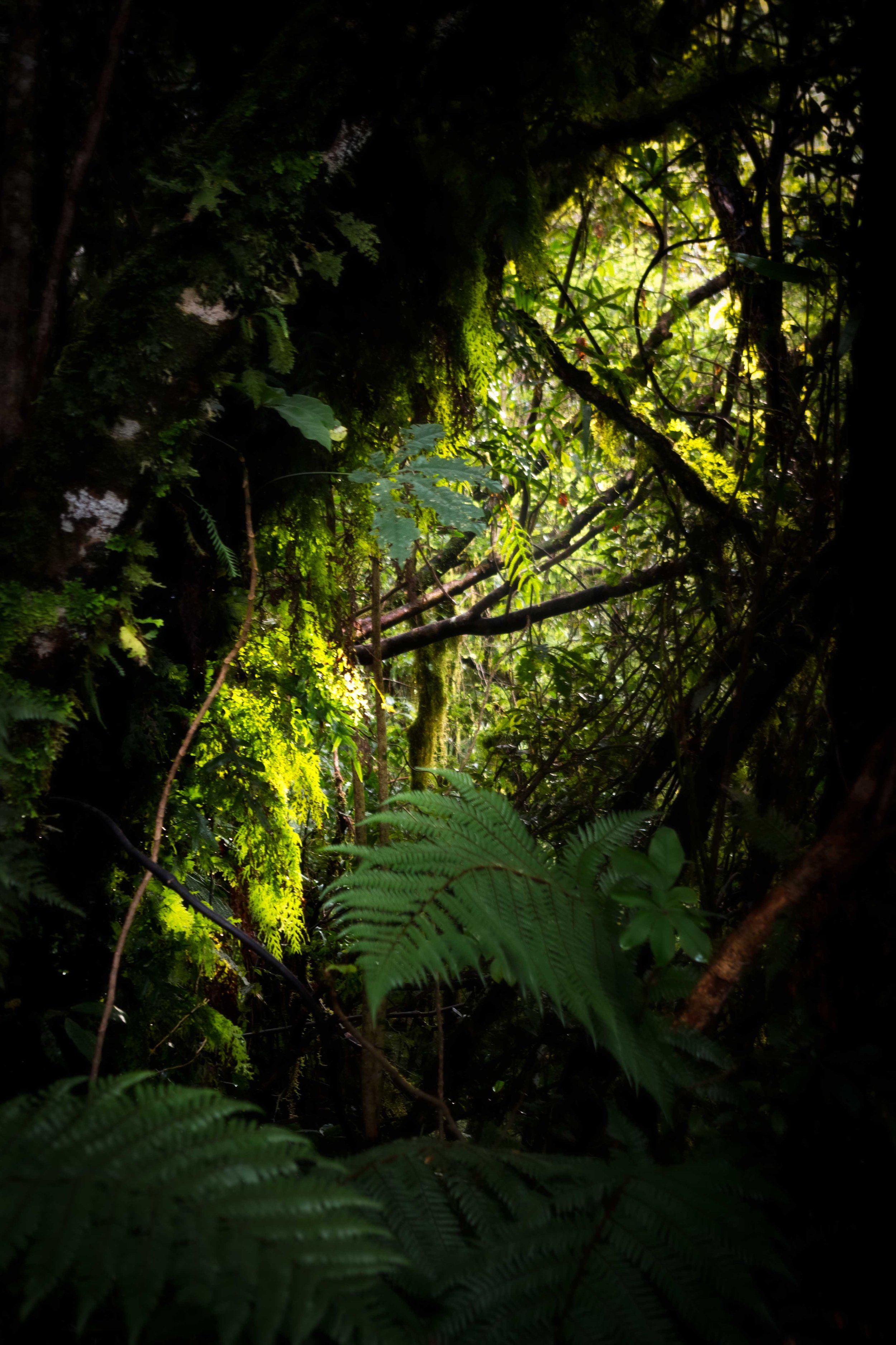 New Zealand forest during sunset