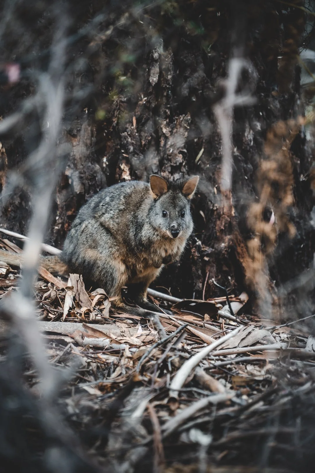 A little wallabi