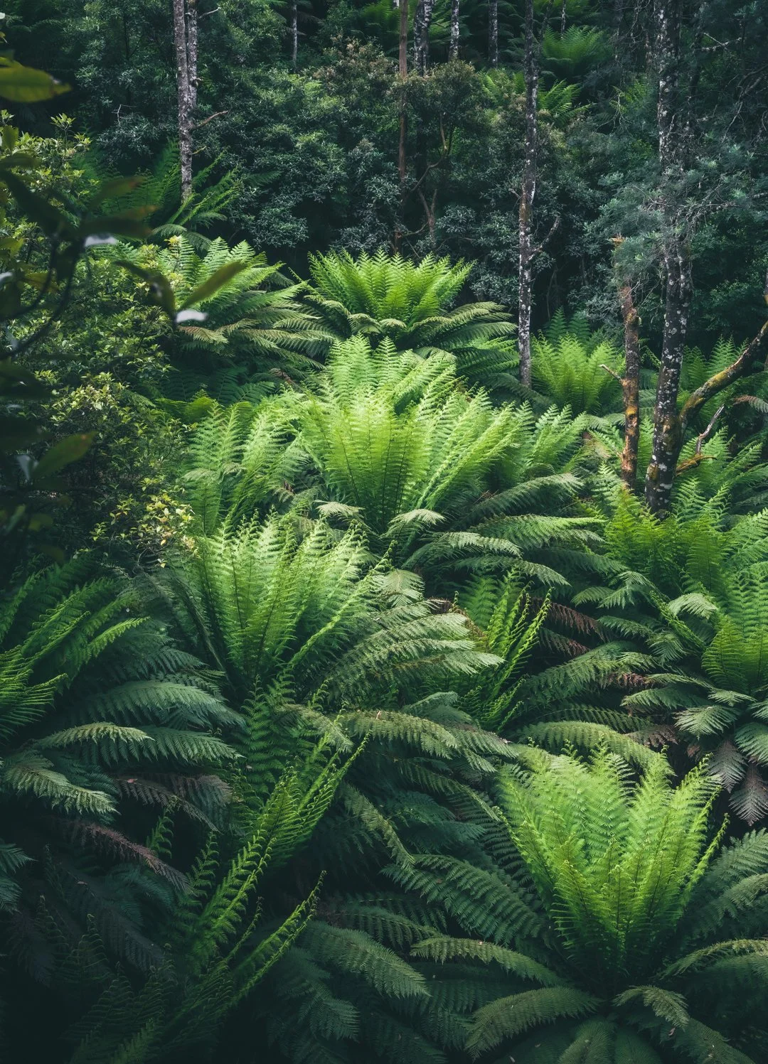 Honor Fall surrounding forest