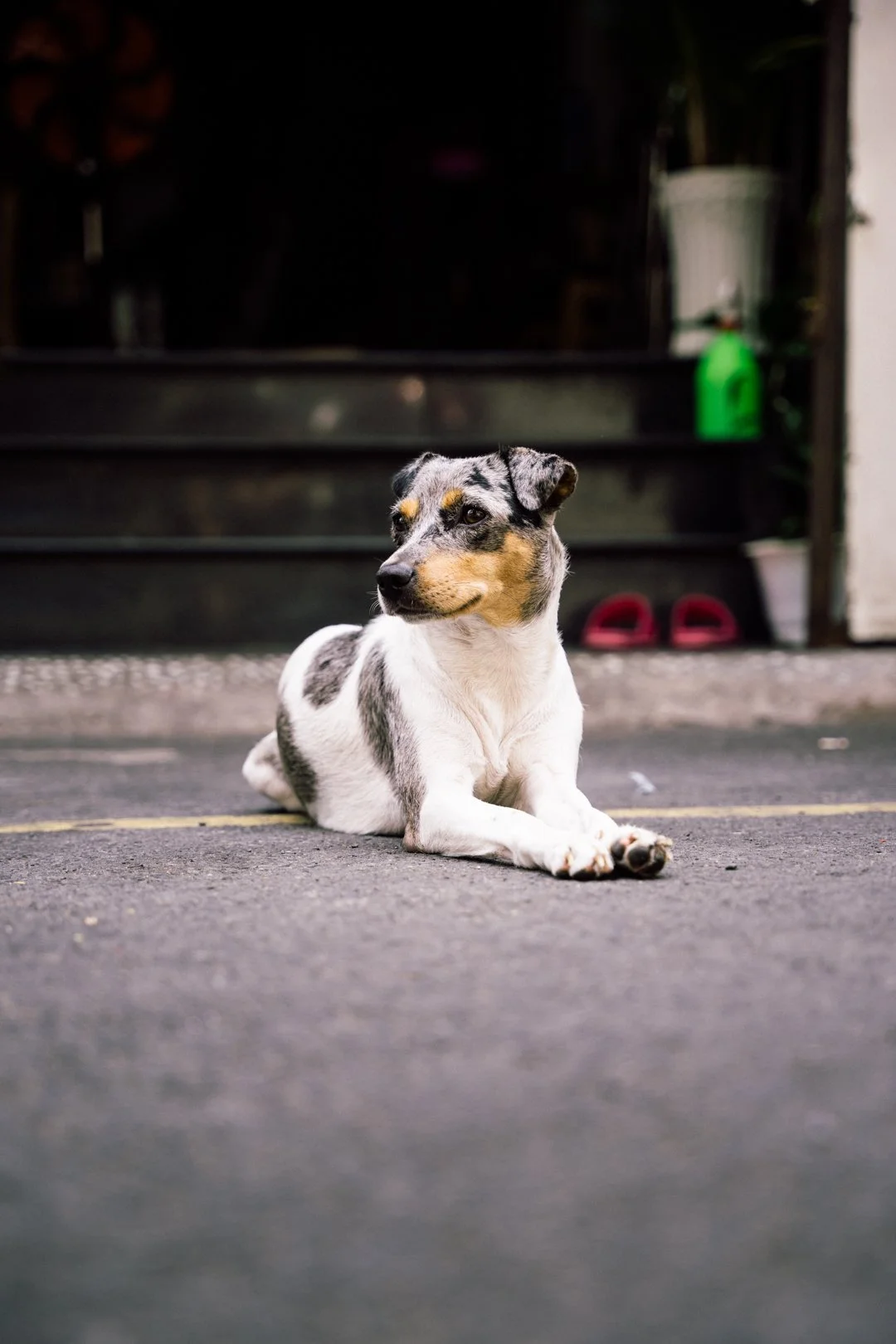 A dog, Ho-chi-Minh, Vietnam