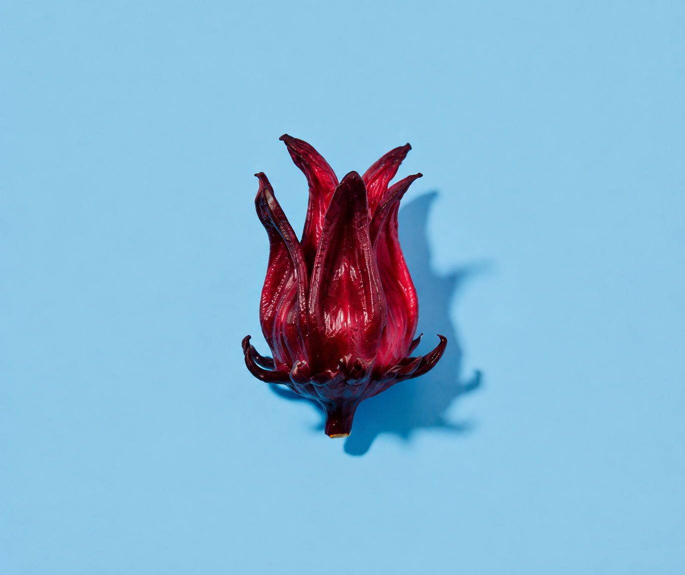 hibiscus plant.png