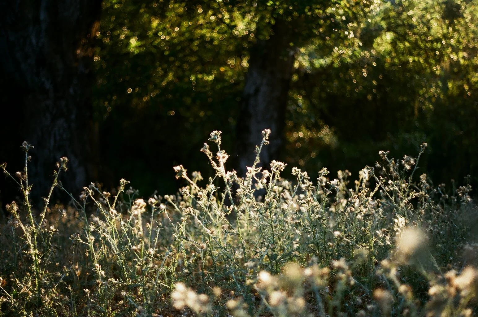 82480031.JPG