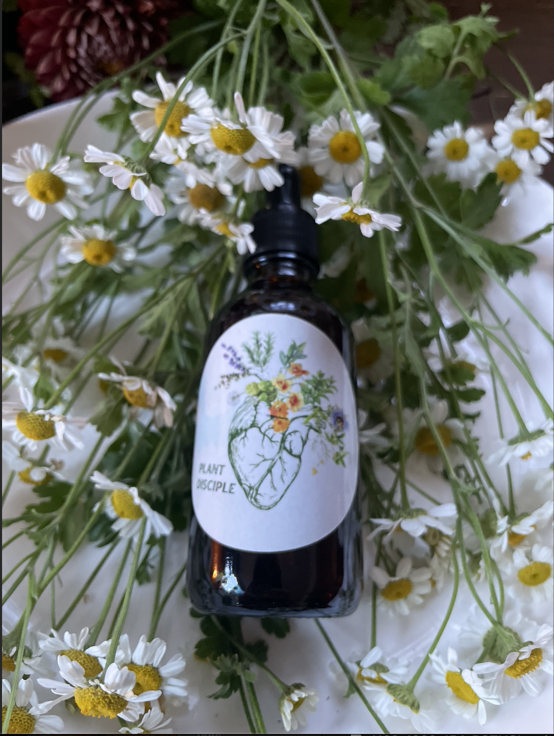 Feverfew Tincture
