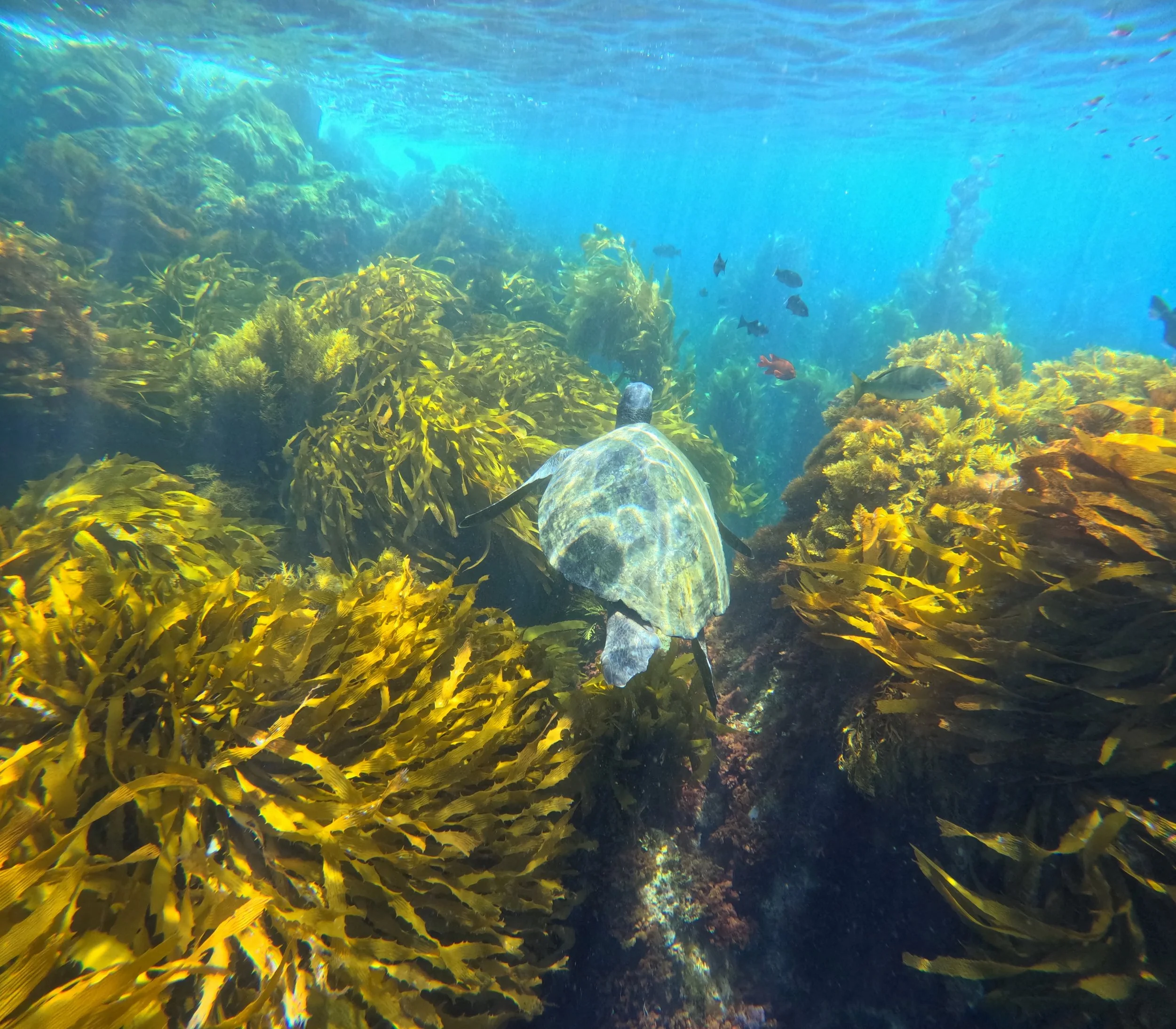 Underwater scene with colorful coral reefs and various fish swimming around.