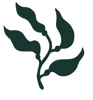 Stylized black silhouette of a plant with large leaves.