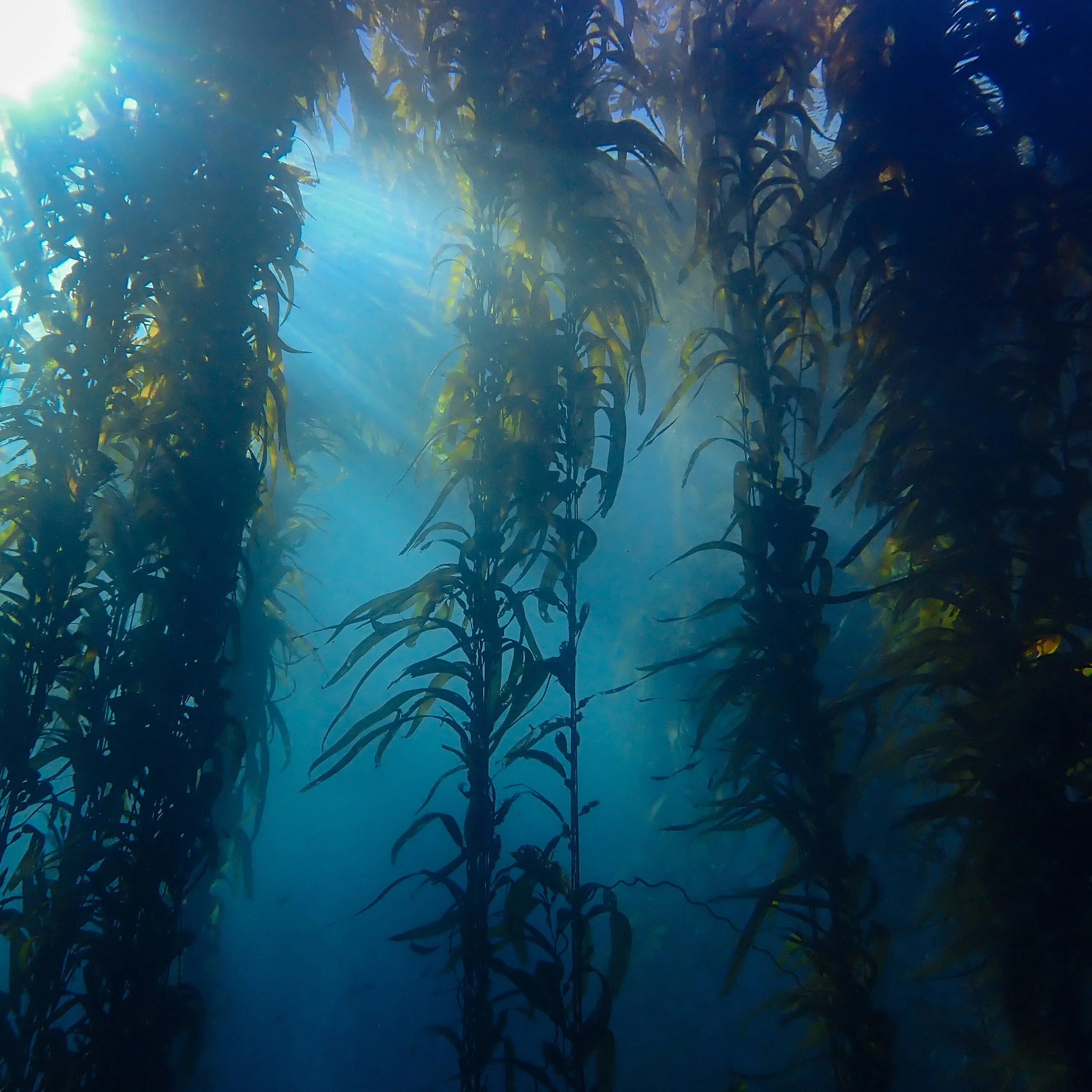 Underwater view of tall green aquatic plants or seaweed swaying in the water with sunlight filtering through from above.