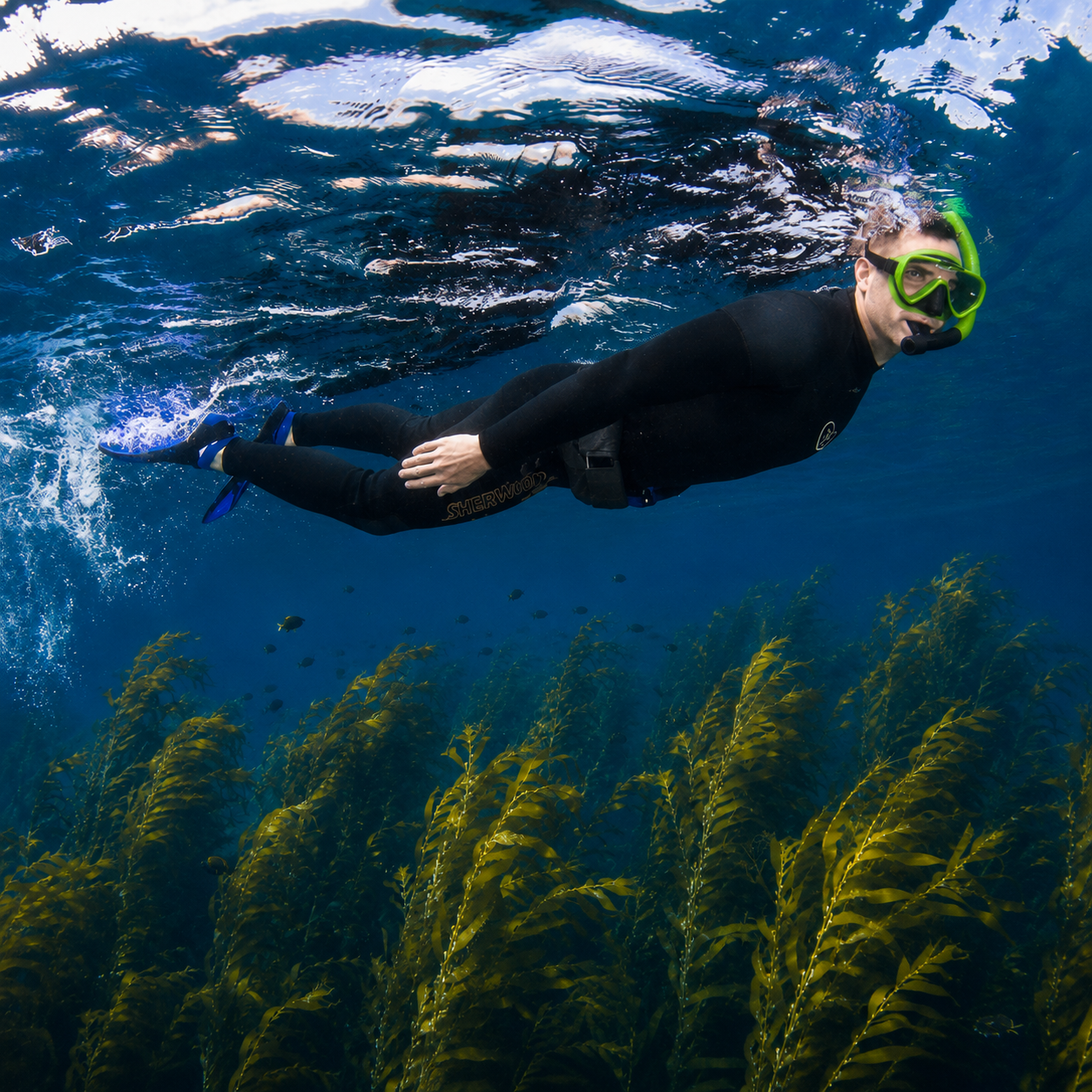 A man scuba diving underwater with seaweed and small fish, wearing a black wetsuit, green mask, and fins.