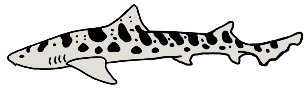 Drawing of a small spotted shark with a streamlined body and pointed snout.