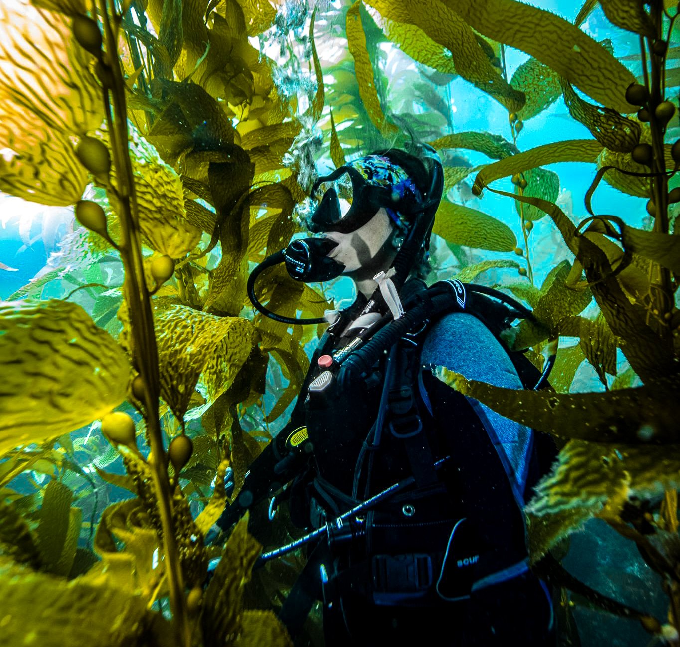 A scuba diver exploring underwater among kelp forest and seaweed.