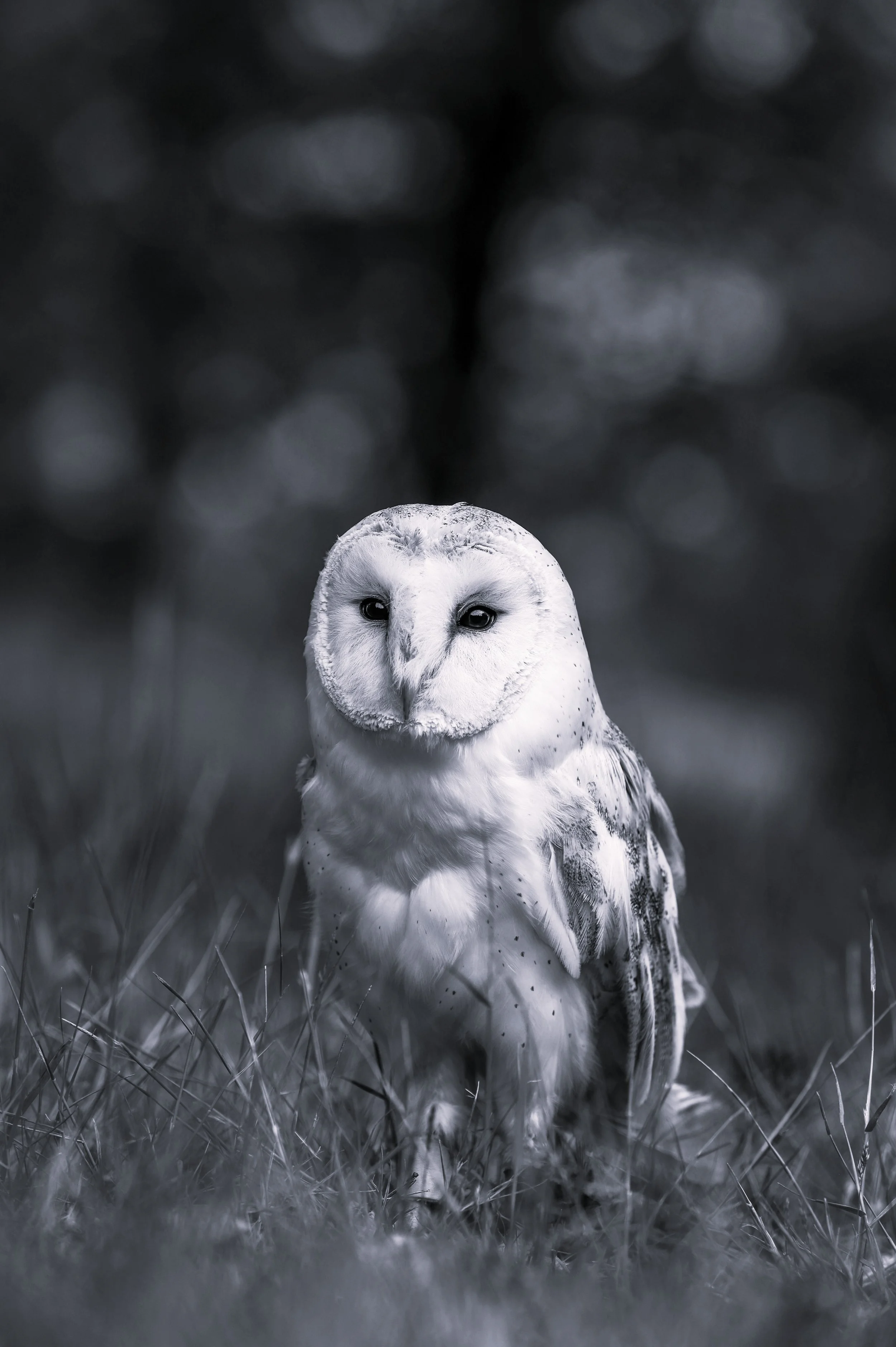 A black and white photograph of a snowy owl standing on grass, with a blurred dark background.