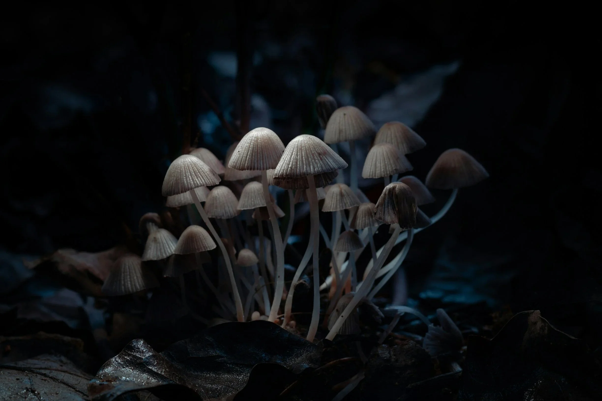 Cluster of small mushrooms growing on dark forest floor, illuminated by faint light.