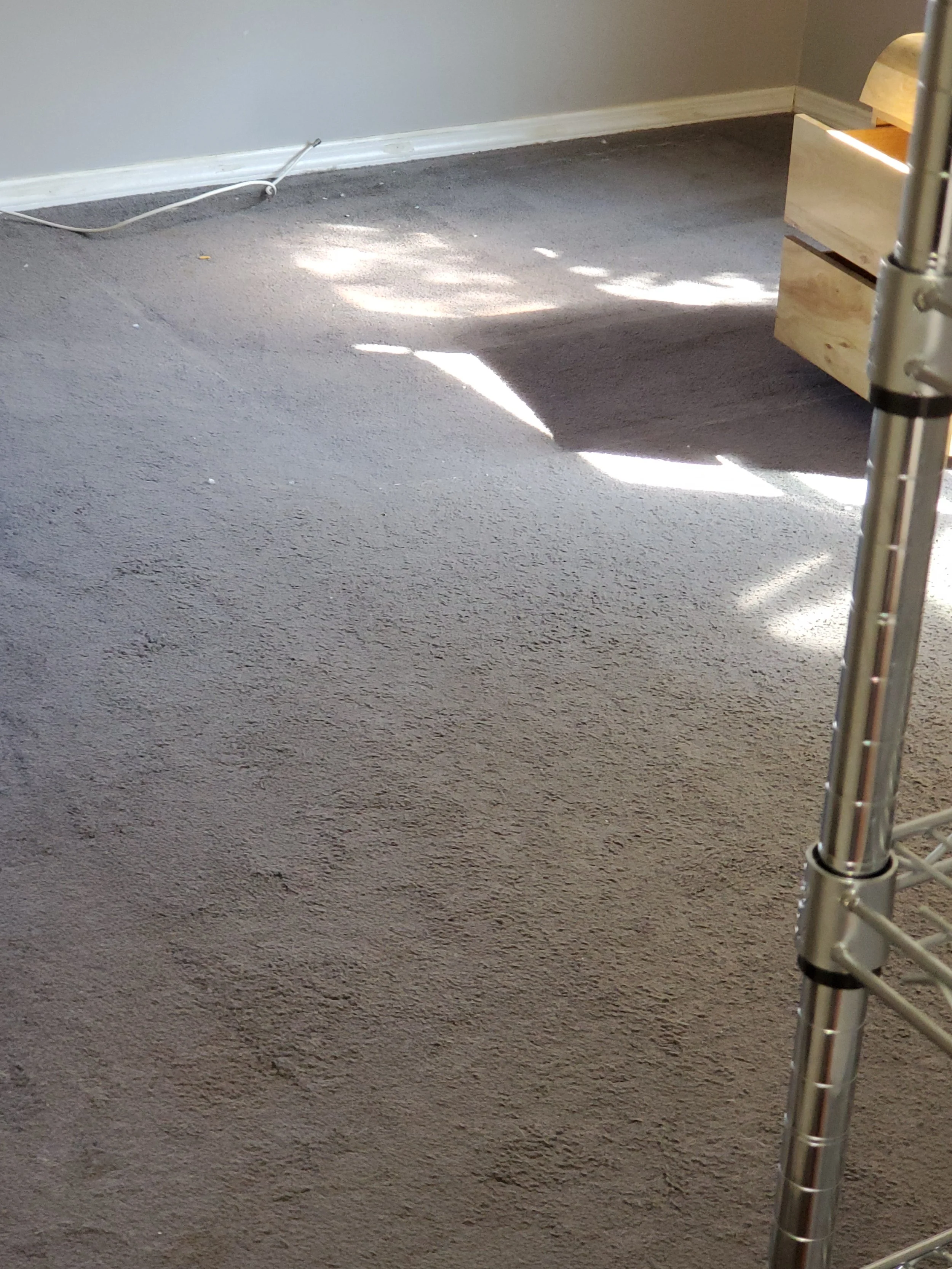Carpet with dust , debris & dog hair - BEFORE CARPET CLEANING