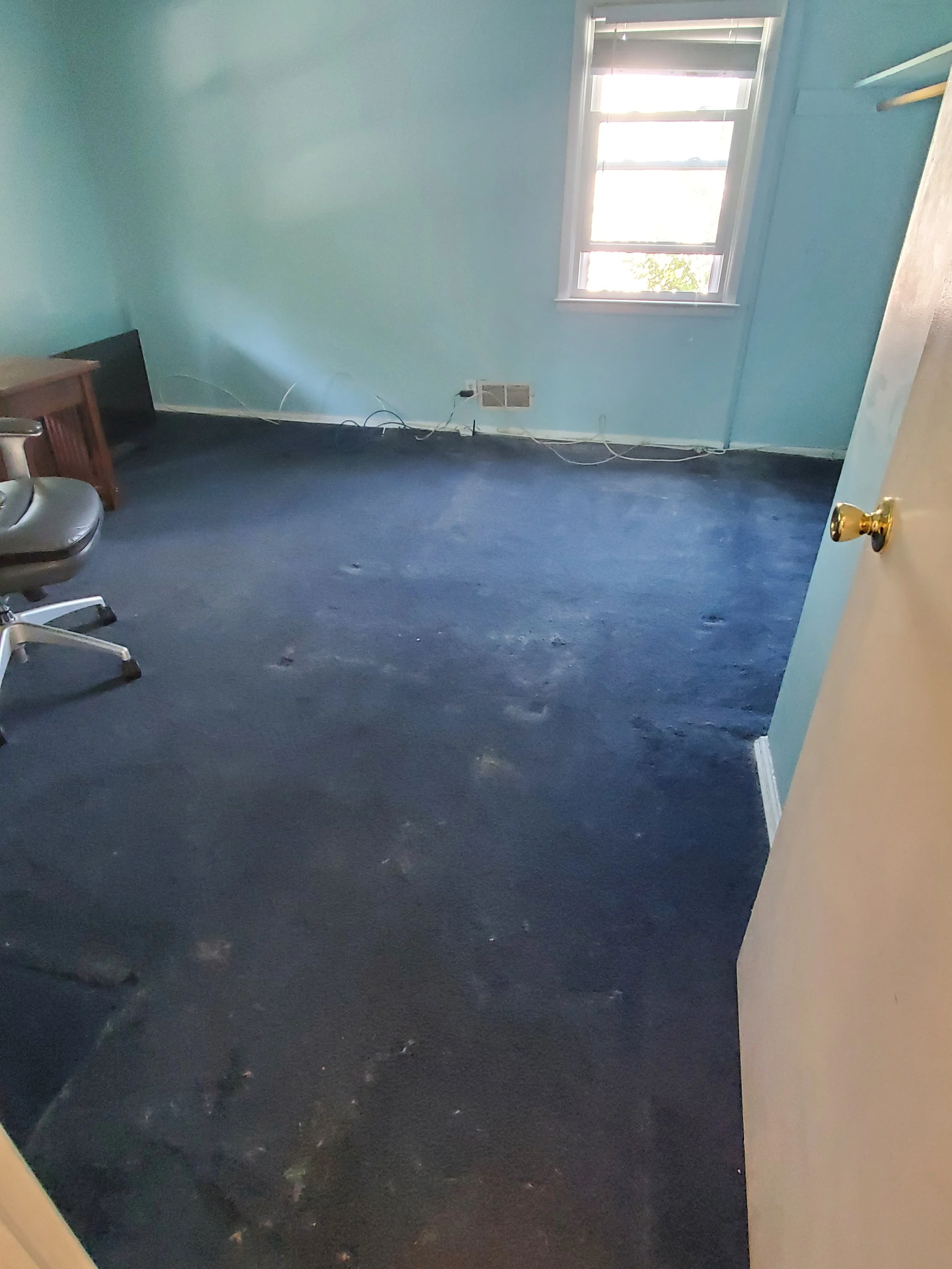 Carpet with dust , debris & dog hair - BEFORE CARPET CLEANING