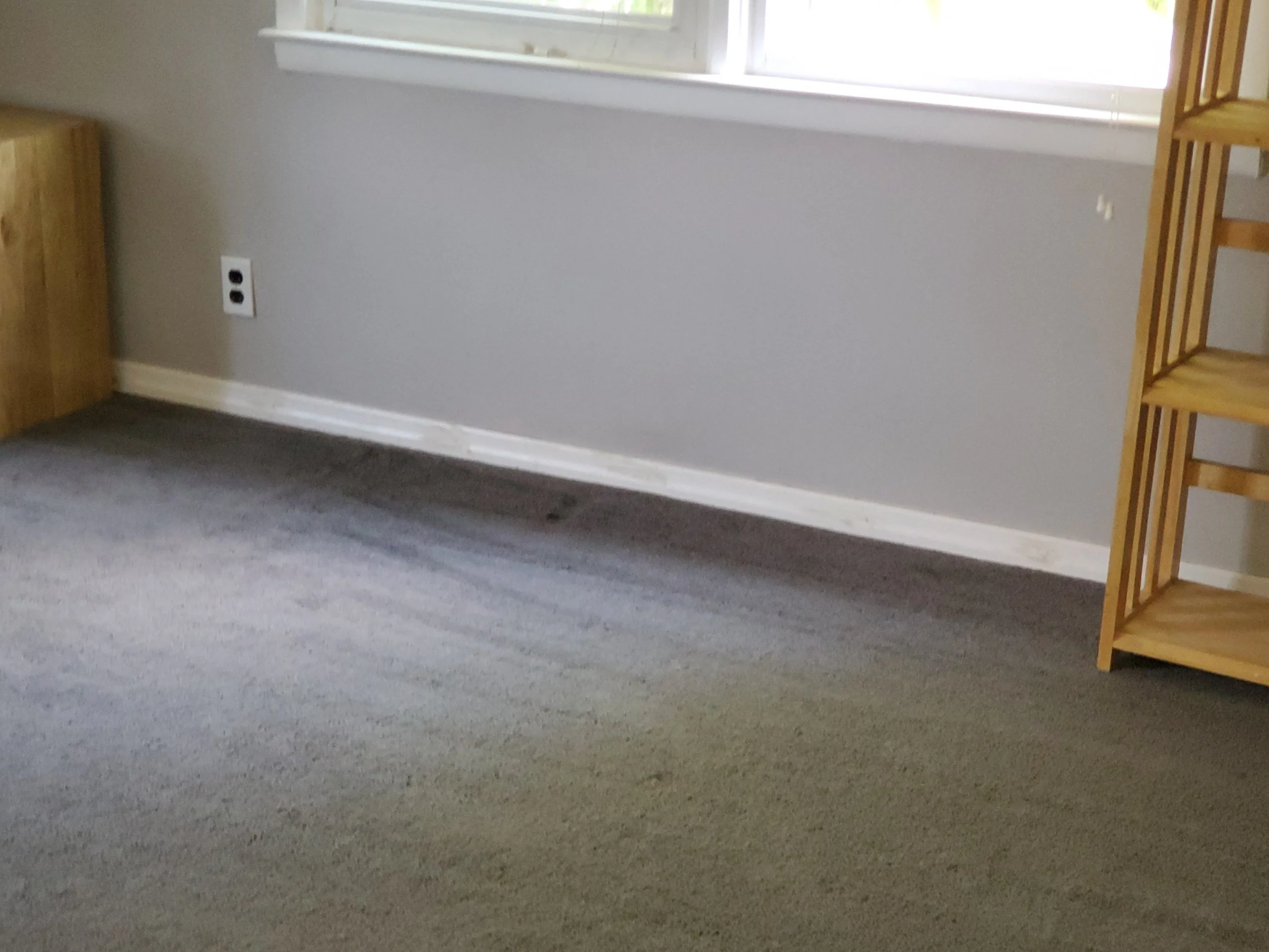 Carpet with dust , debris and dog hair removed - AFTER CARPET CLEANING
