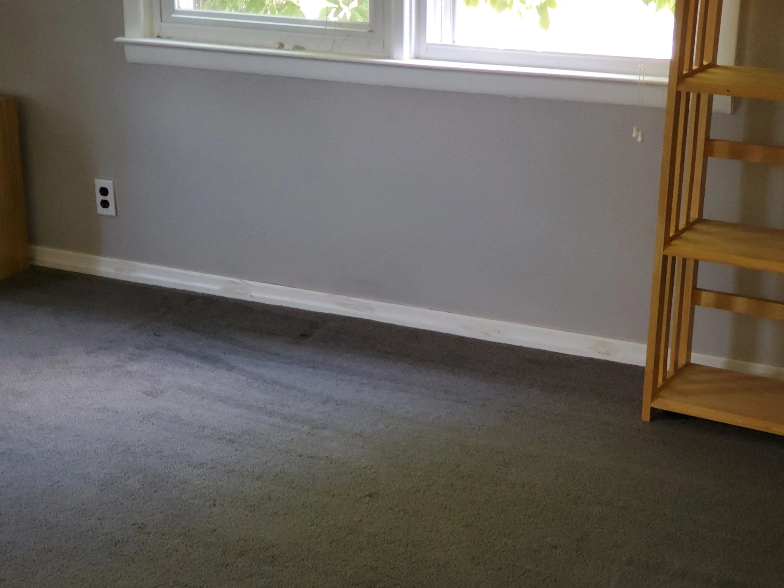 Carpet with dust , debris and dog hair removed - AFTER CARPET CLEANING