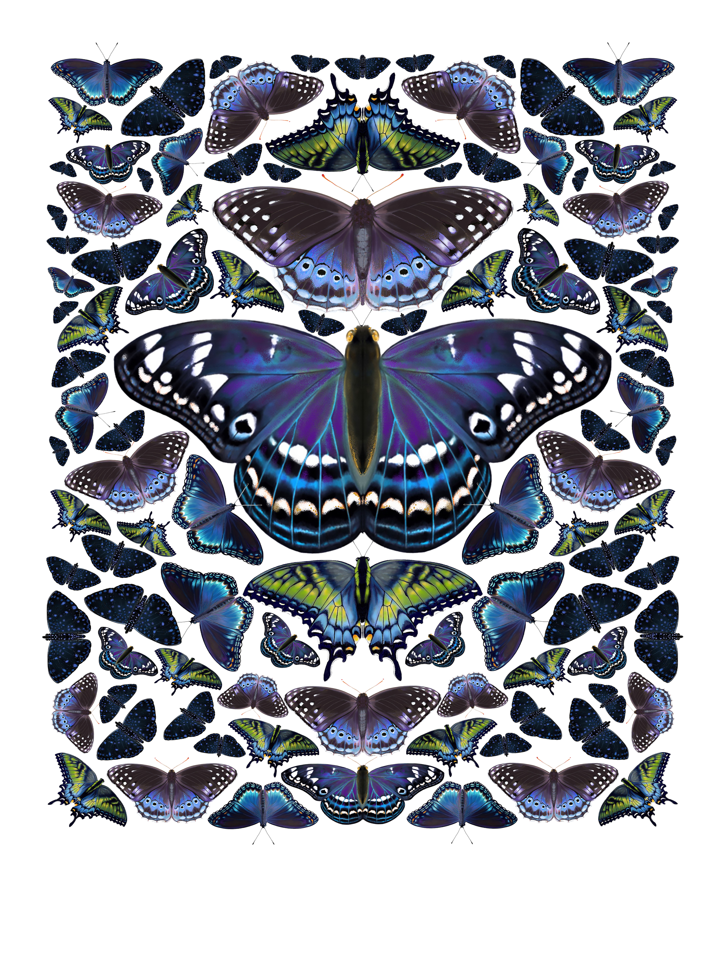 The Blue Poplar