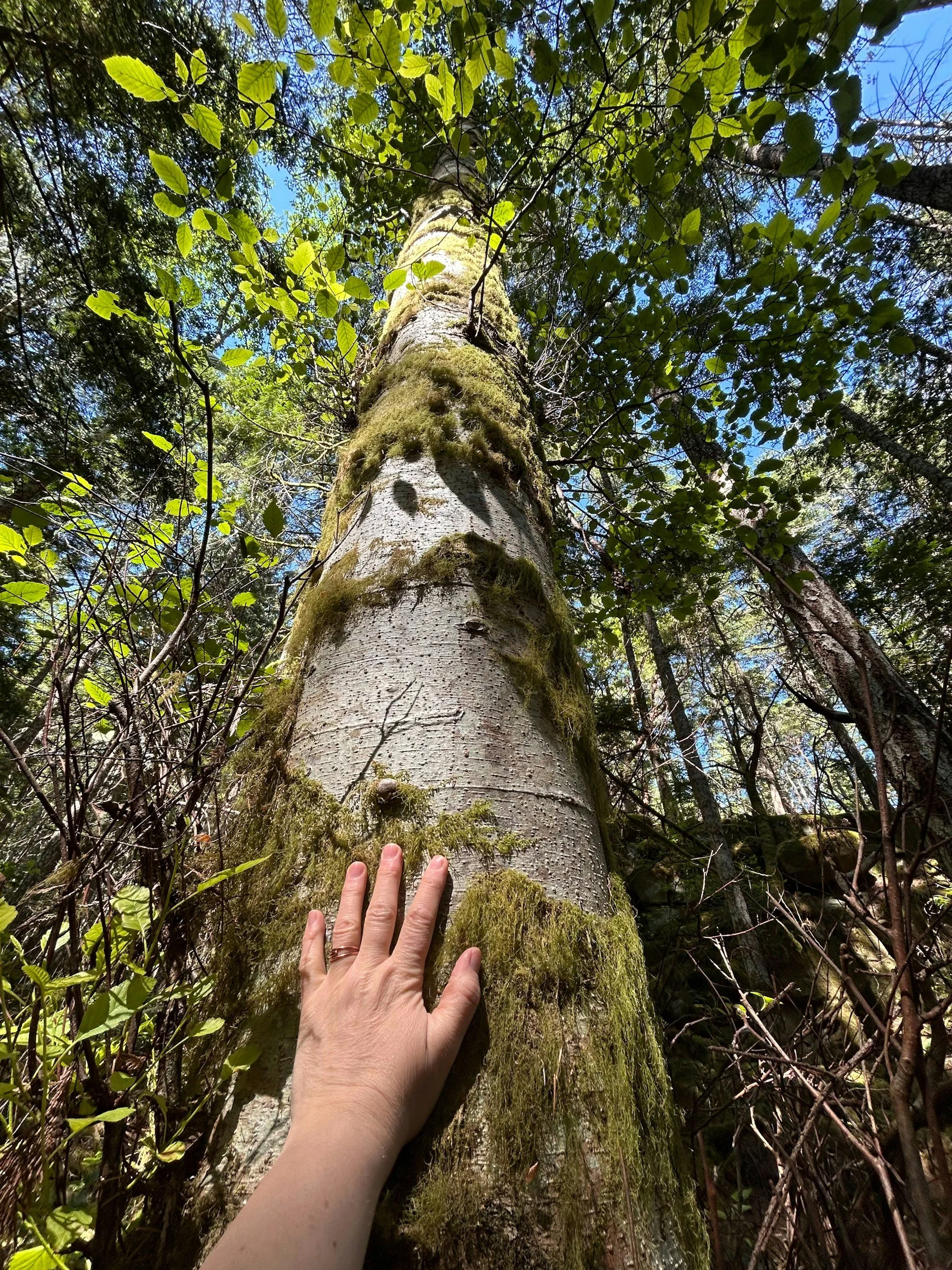 A hand with a wedding ring placed on a moss-covered tree trunk in a dense forest with green foliage and a partly cloudy blue sky.