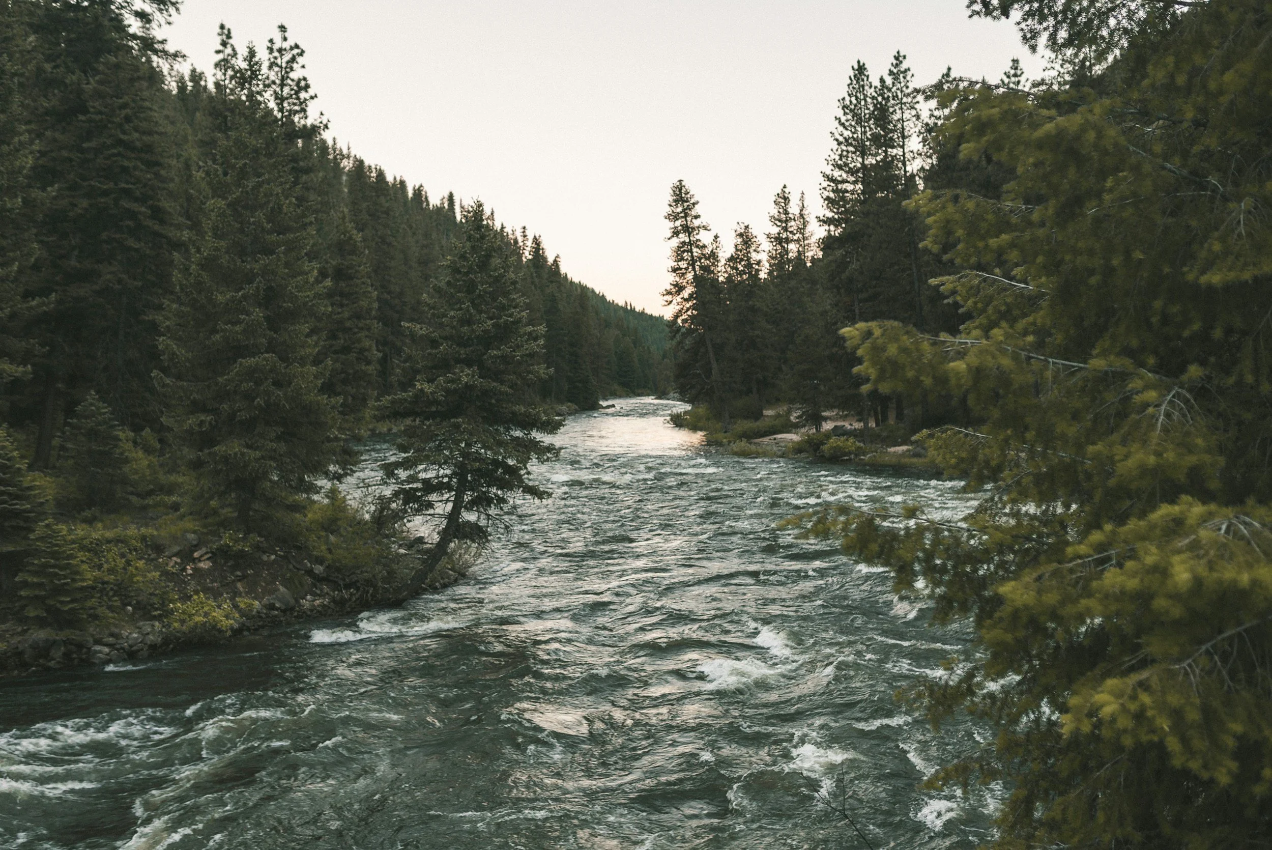 A river in Idaho flowing through a dense forest with tall pine trees on both sides under an overcast sky.