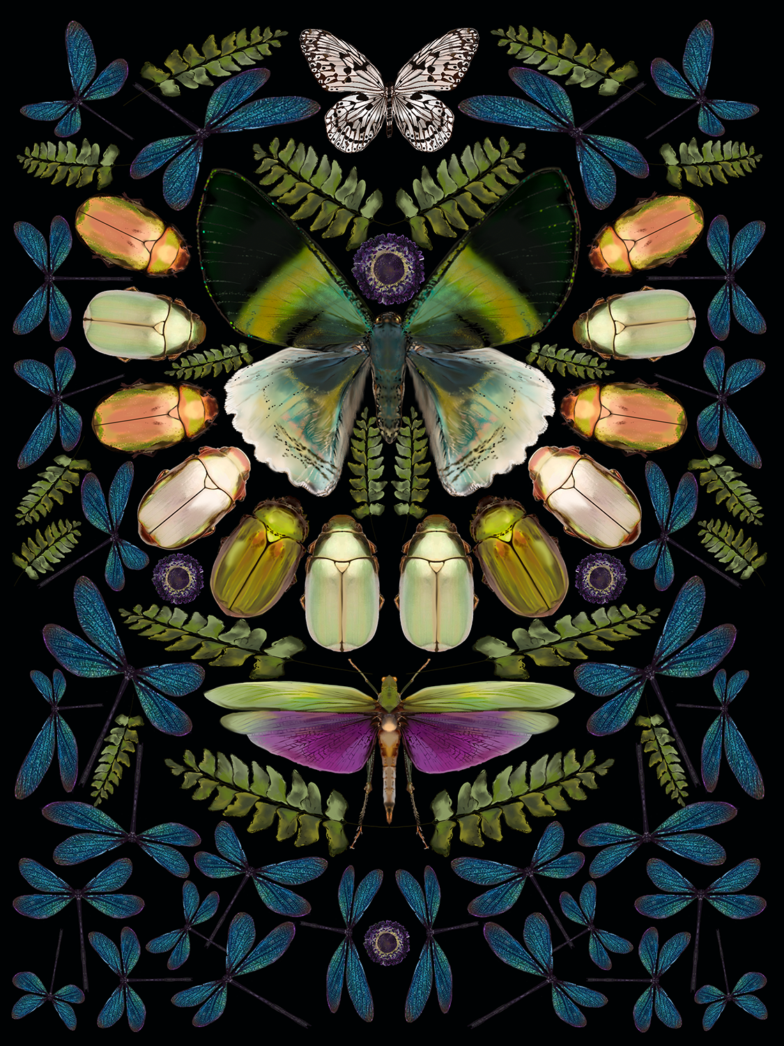 Night of The Damsel Fly - Limited Edition -Signed and Numbered Giclée