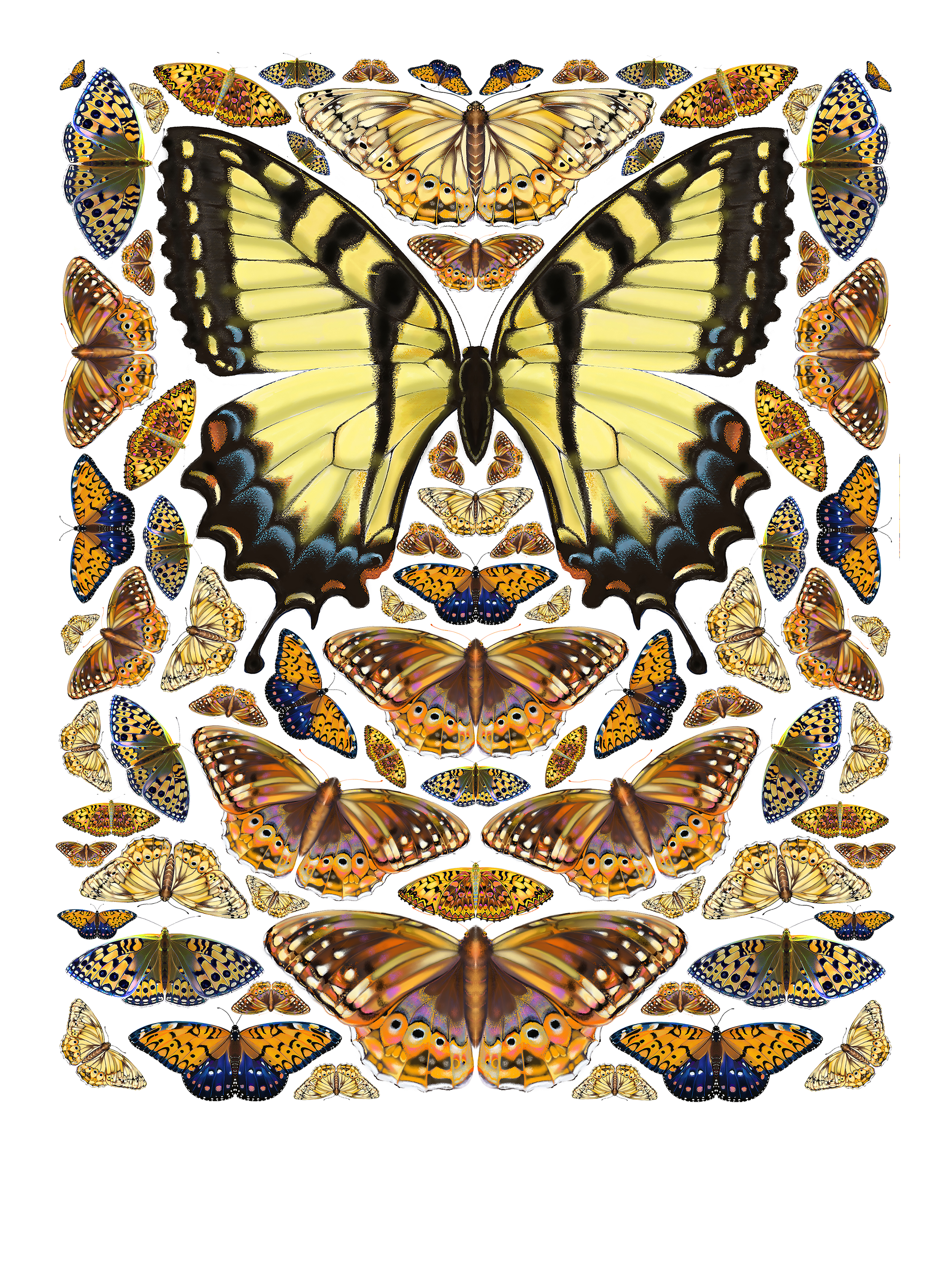 Swallowtail Queen