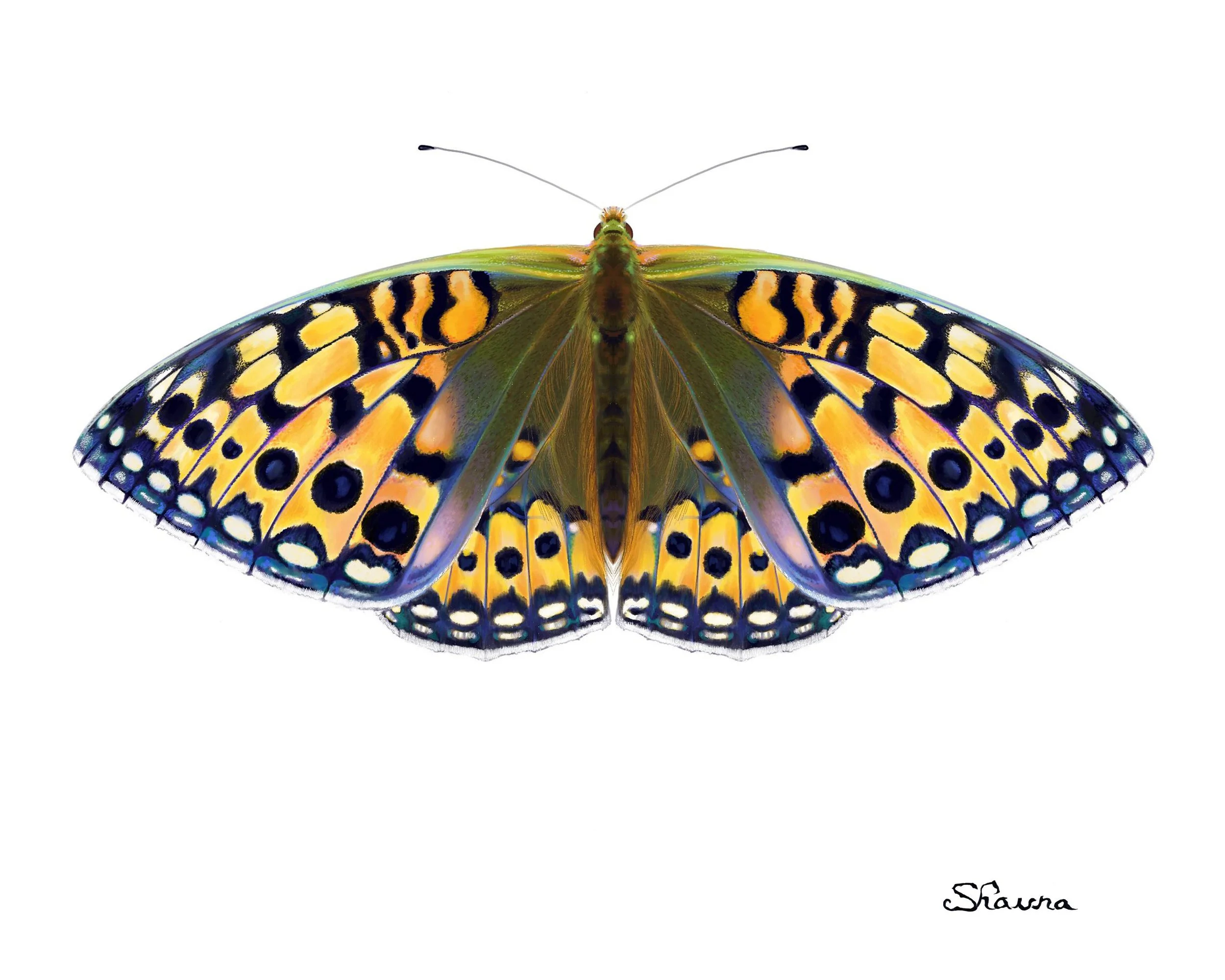 Close-up of a colorful butterfly with yellow, black, and blue patterned wings against a white background, with the name 'Shawn' written in black in the bottom right corner.