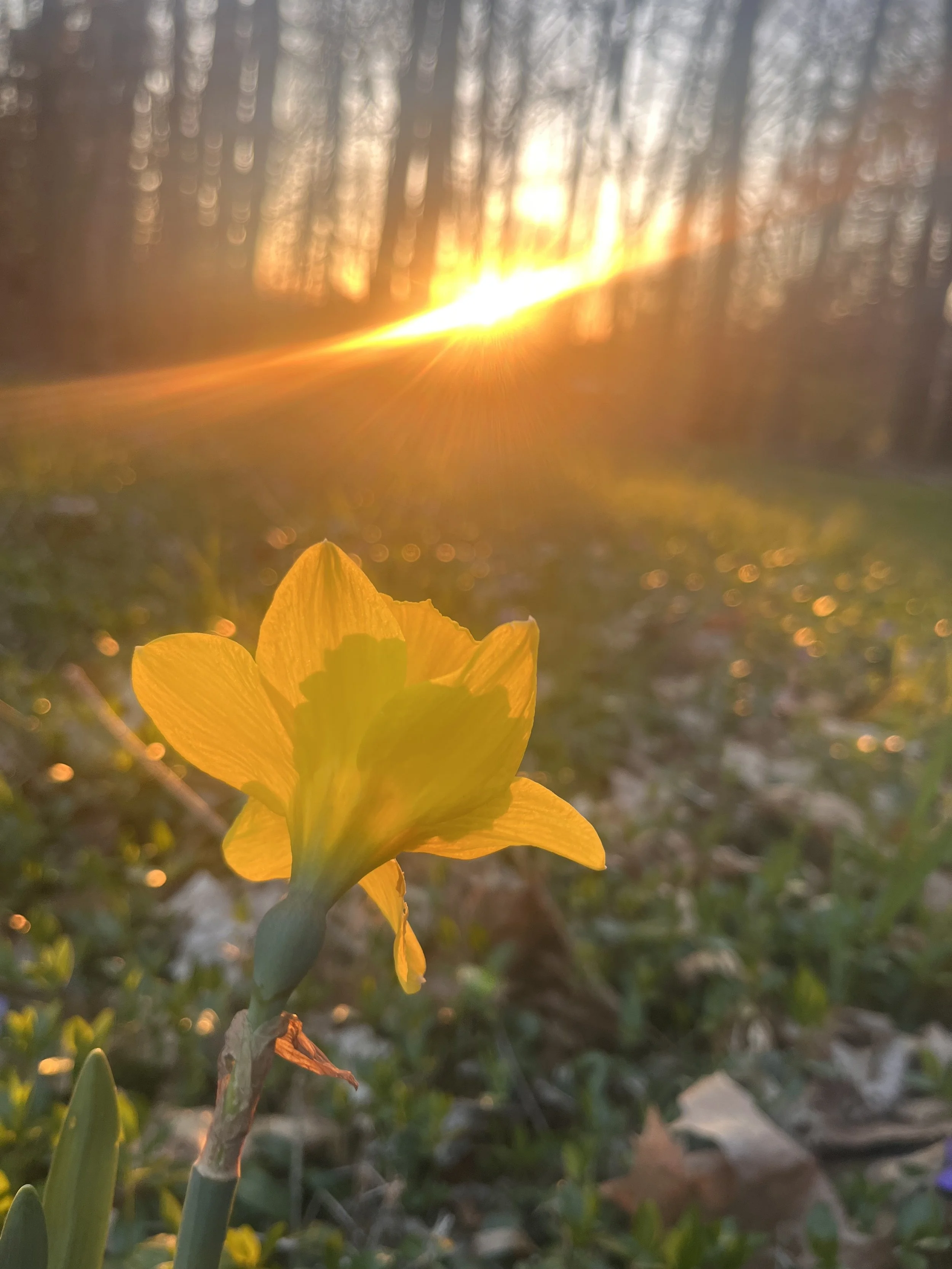 Toward the Light