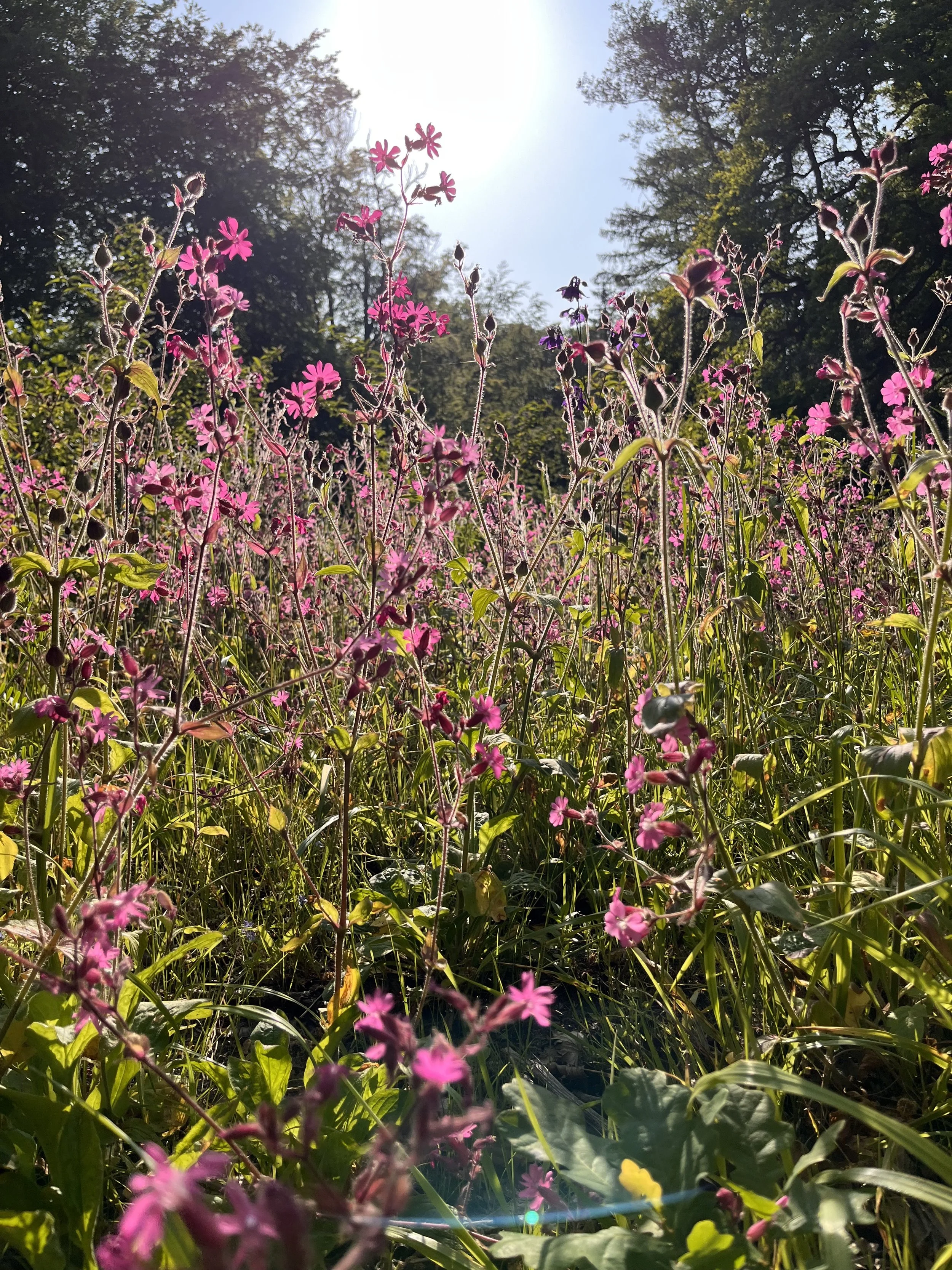 Flower Garden