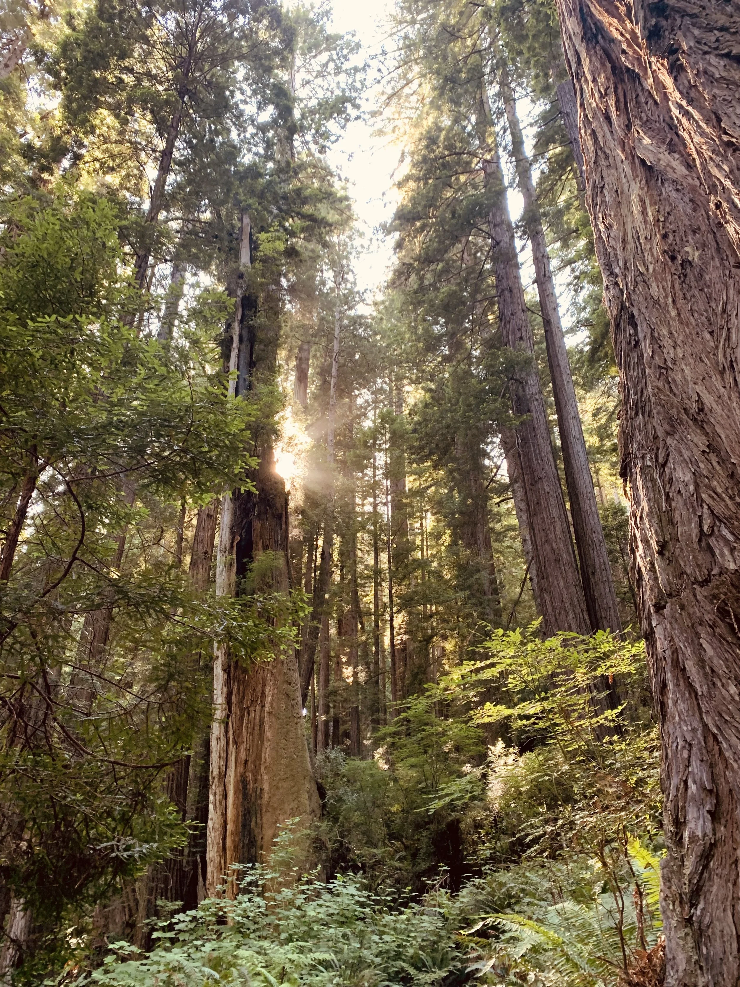Canopy & Home